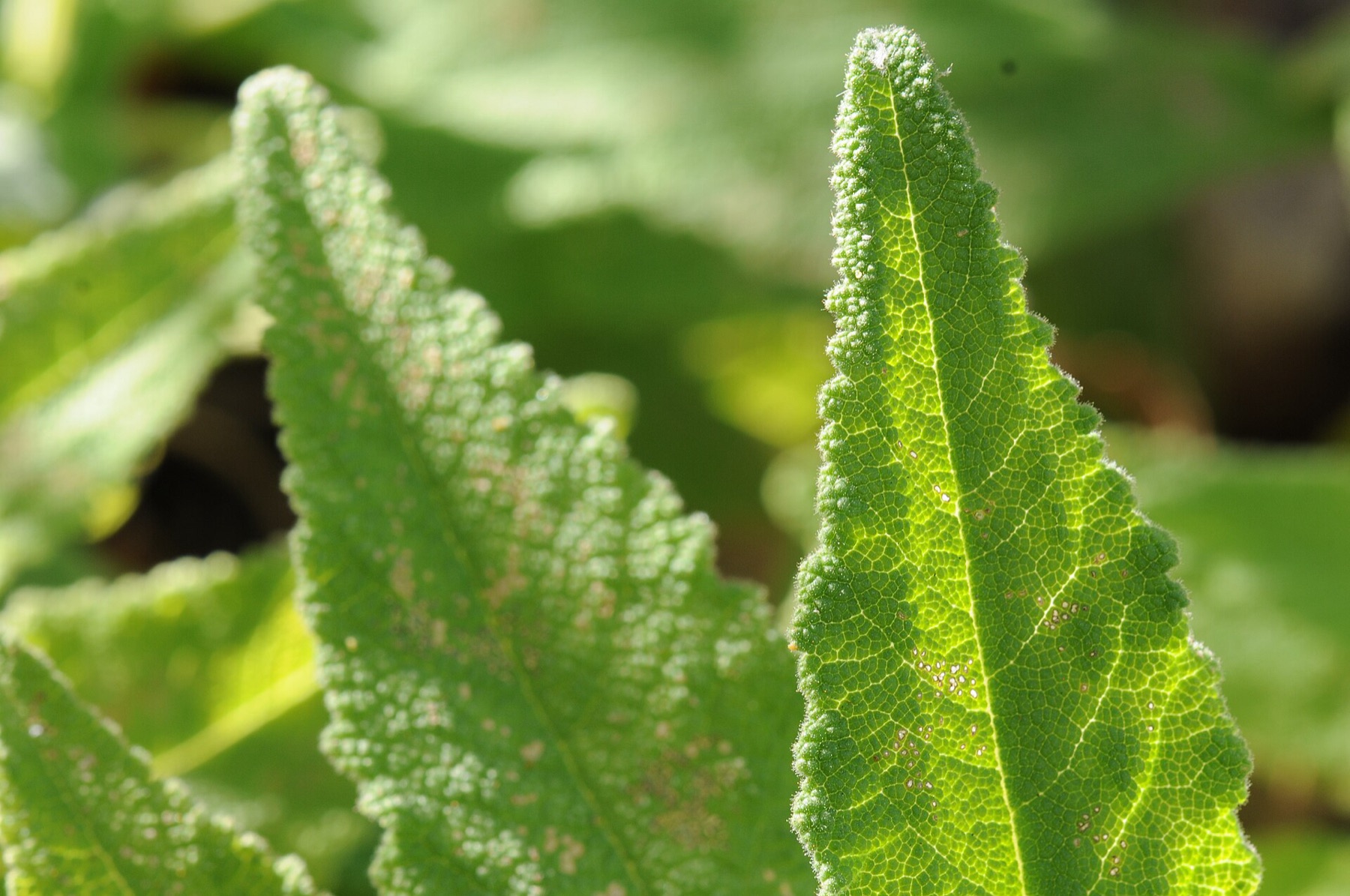 Hummingbird Sage — photo 8