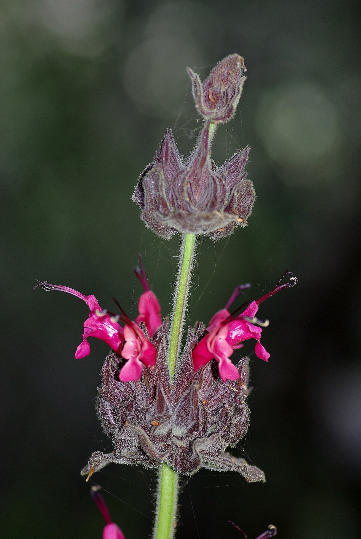 Hummingbird Sage — photo 9