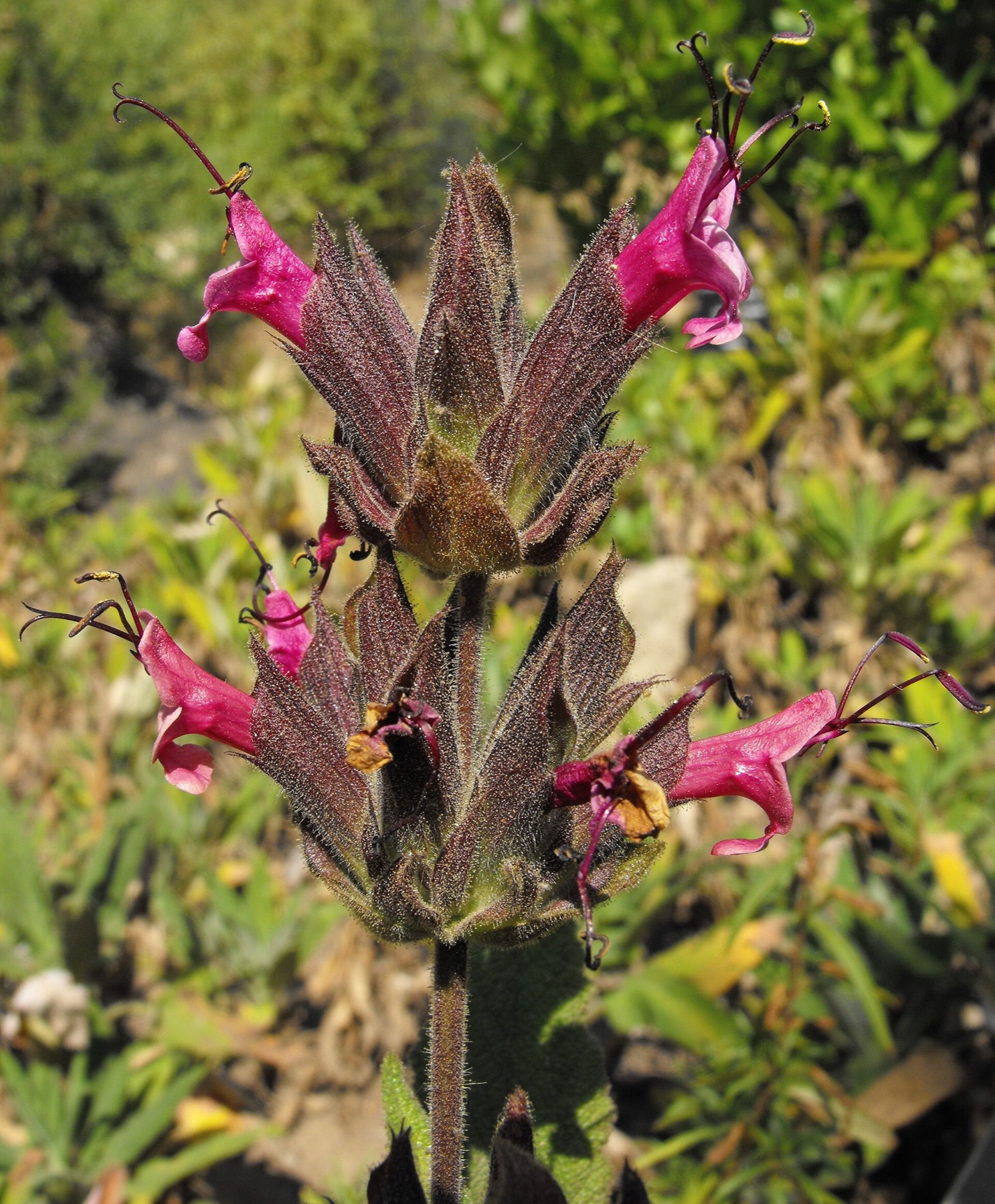 Hummingbird Sage — photo 11