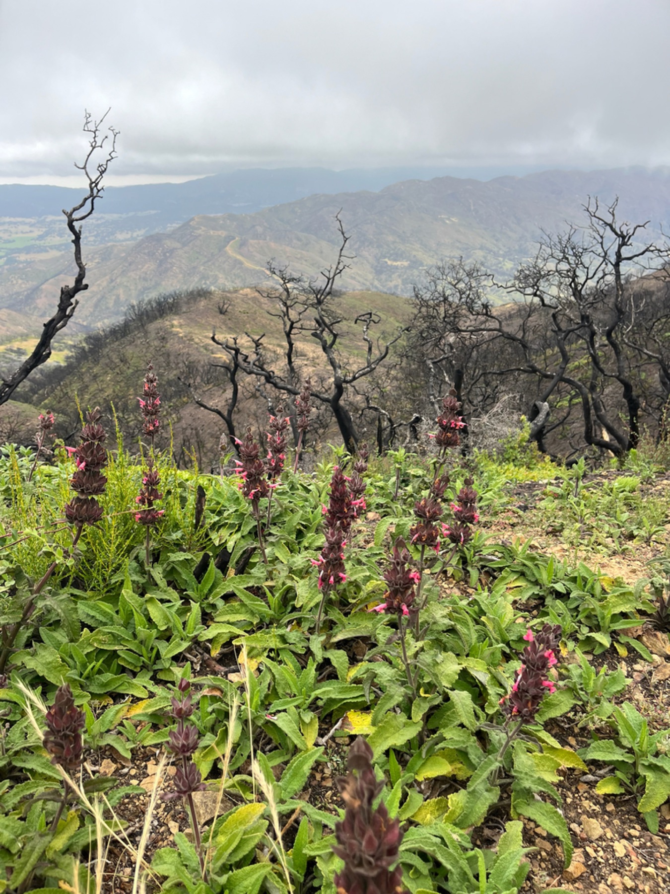 Hummingbird Sage — photo 12