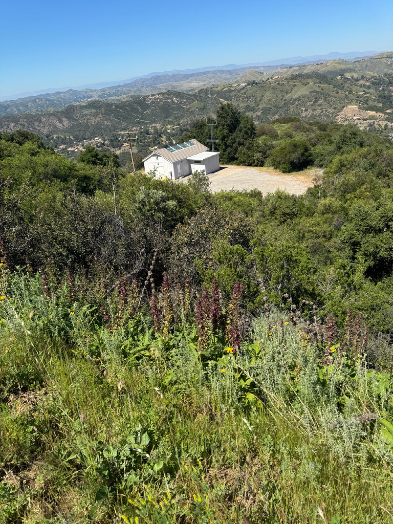 Hummingbird Sage — photo 13
