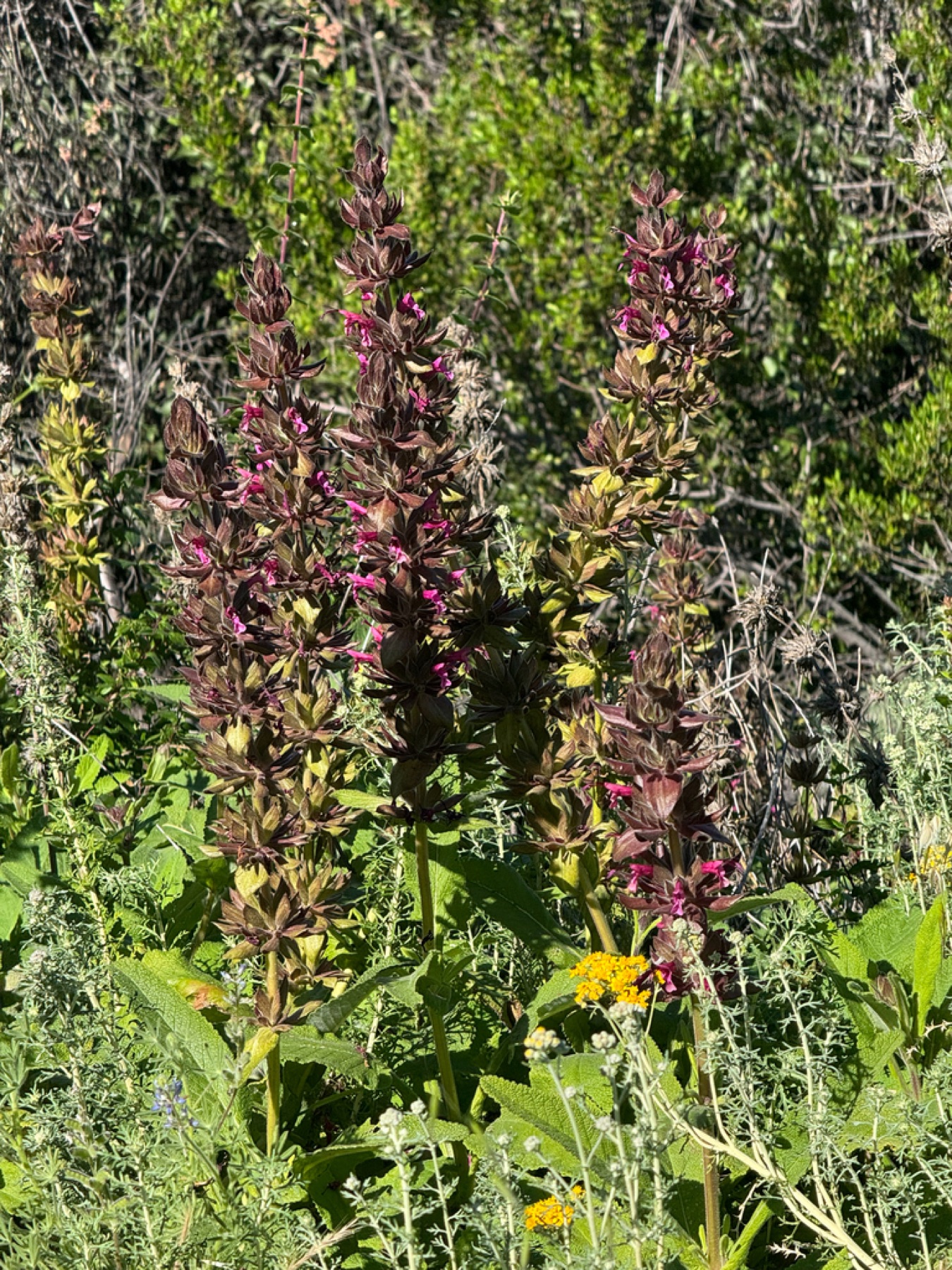 Hummingbird Sage — photo 14