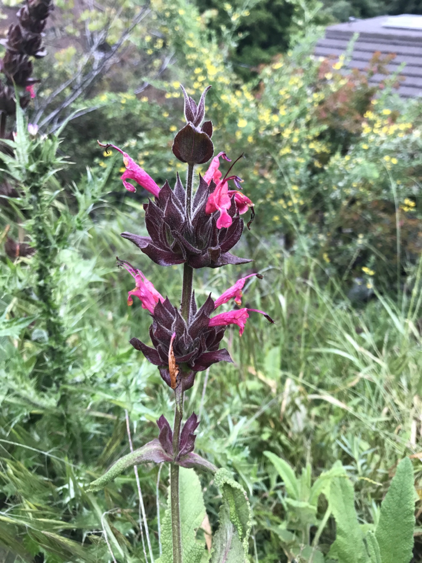 Hummingbird Sage — photo 15