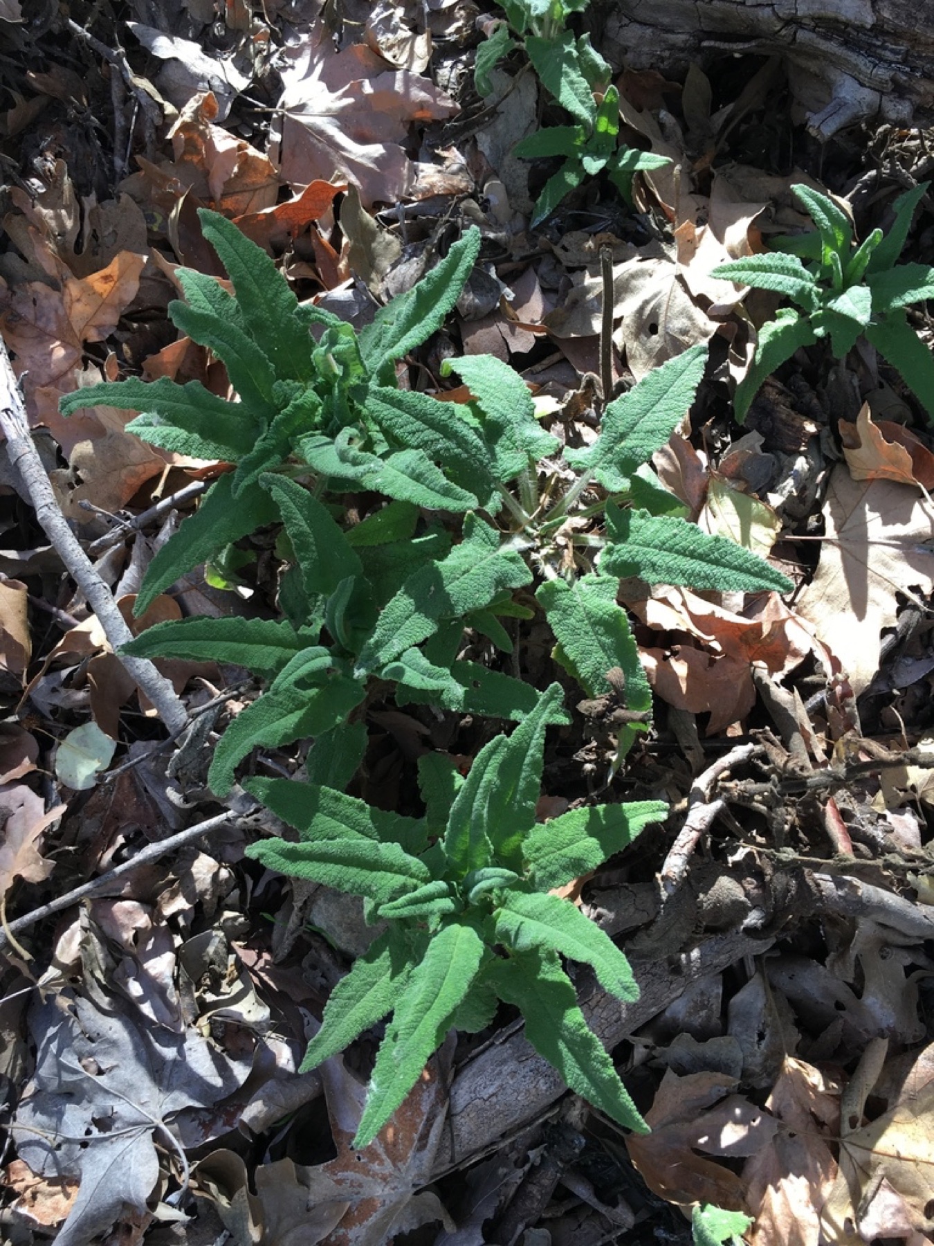 Hummingbird Sage — photo 16