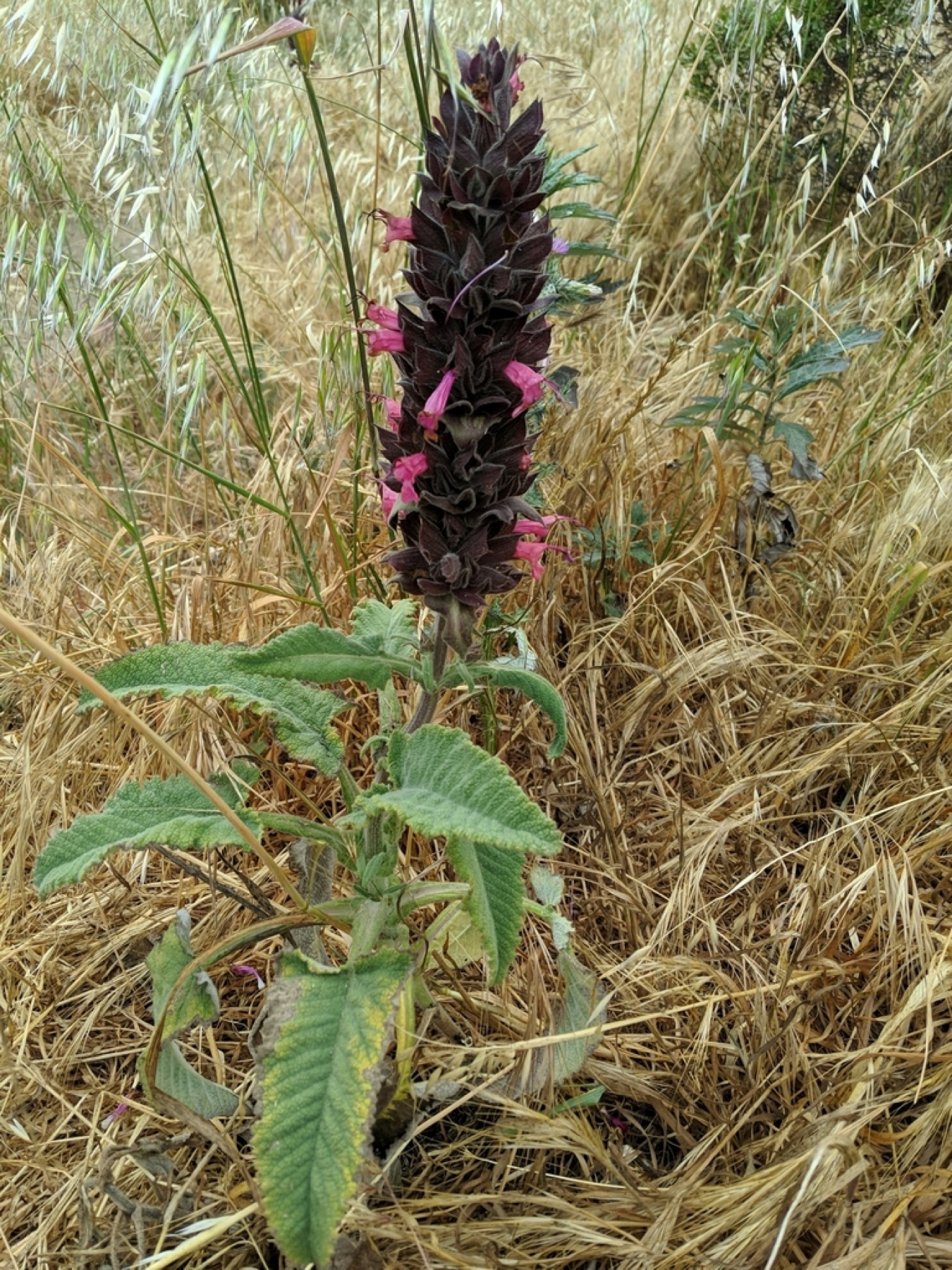 Hummingbird Sage — photo 17
