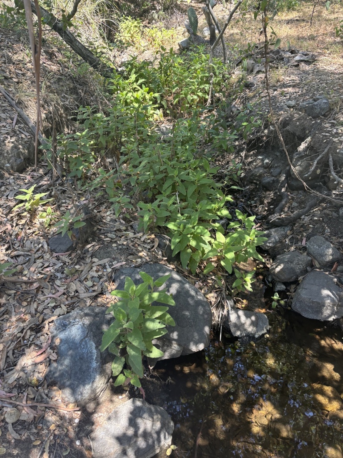 Hummingbird Sage — photo 18