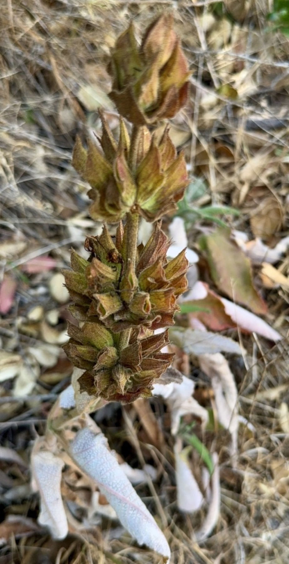 Hummingbird Sage — photo 19