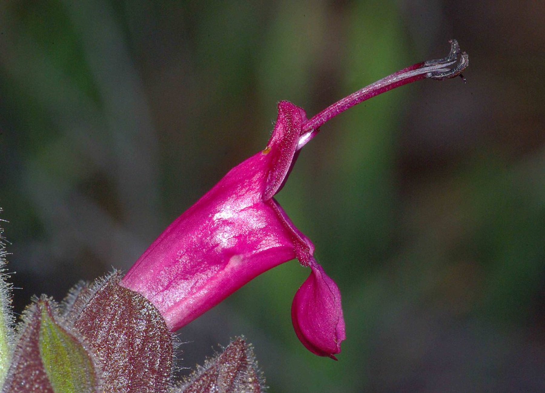 Hummingbird Sage — photo 20