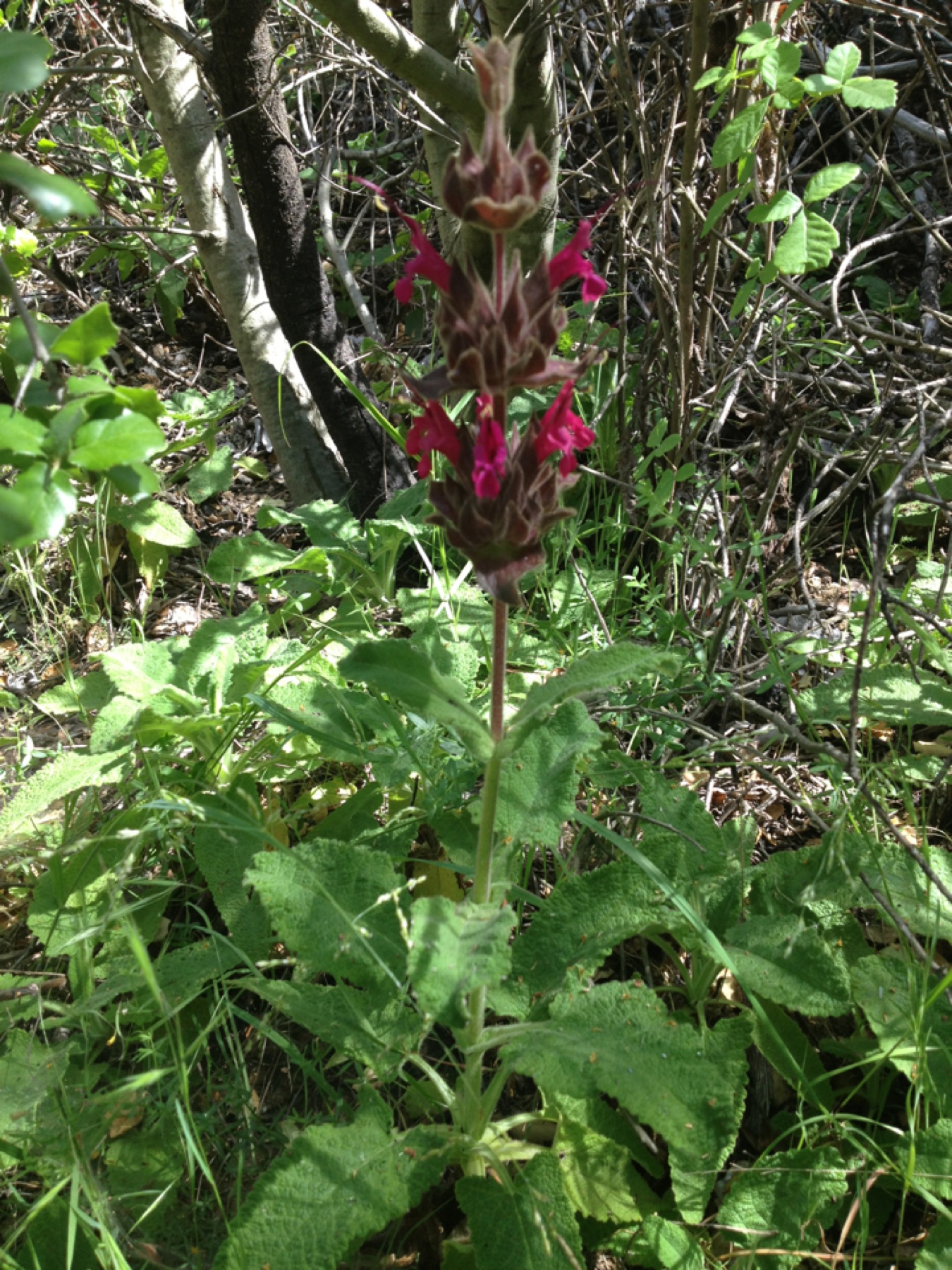 Hummingbird Sage — photo 21