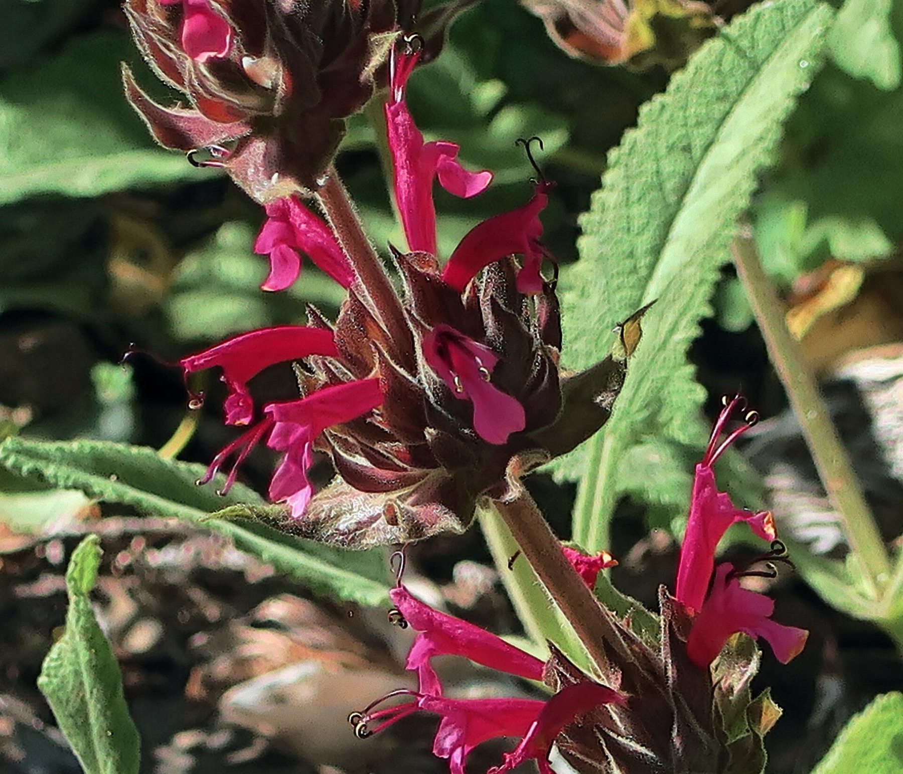 Hummingbird Sage — photo 22