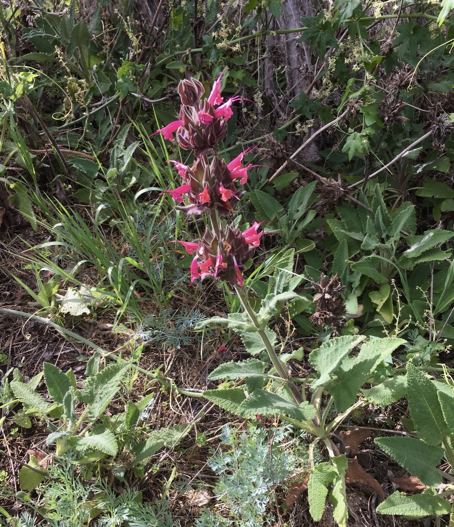 Hummingbird Sage — photo 23