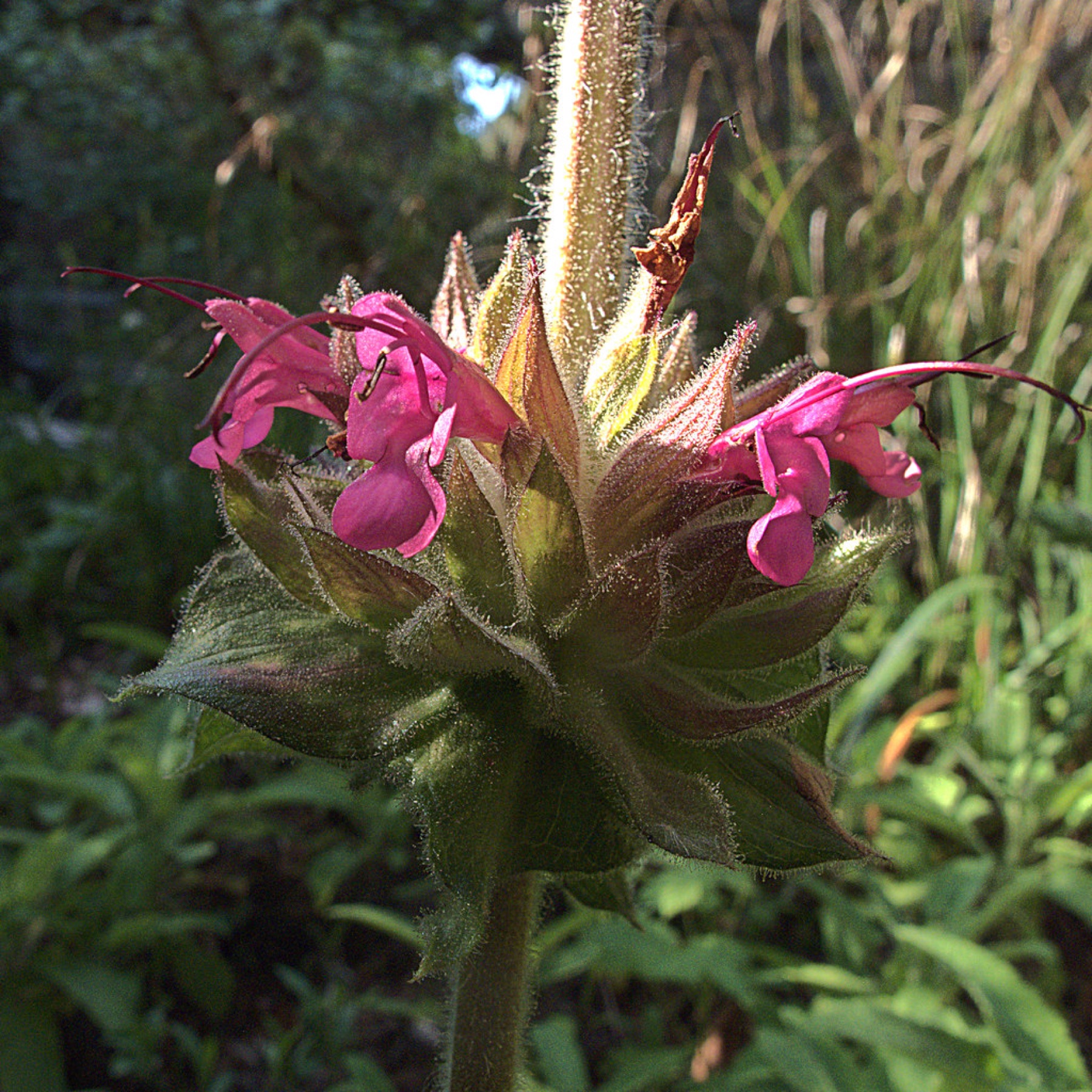 Hummingbird Sage — photo 24