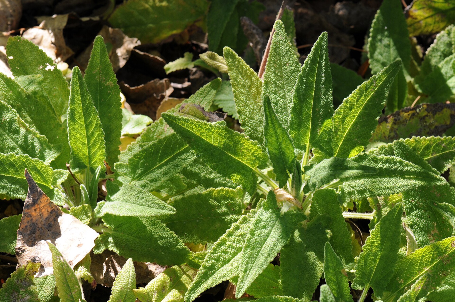 Hummingbird Sage — photo 2