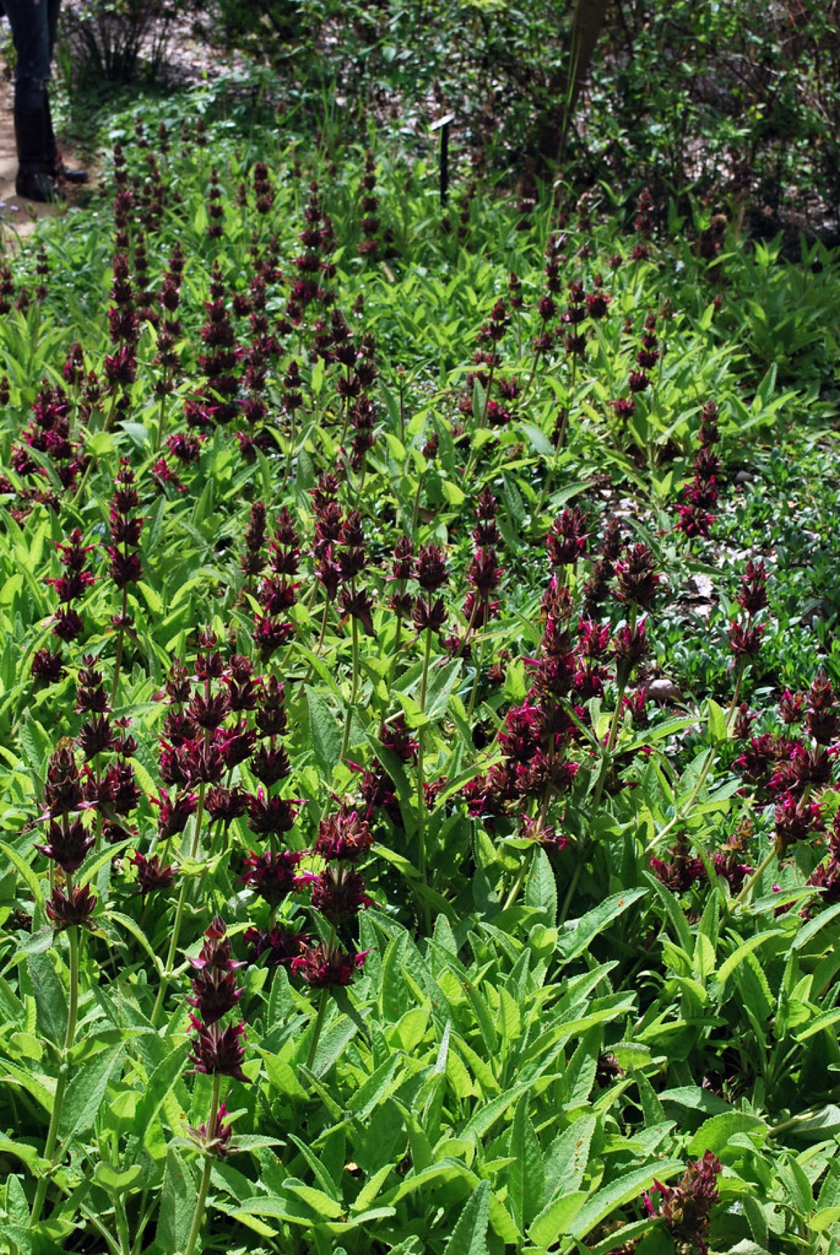 Hummingbird Sage — photo 3
