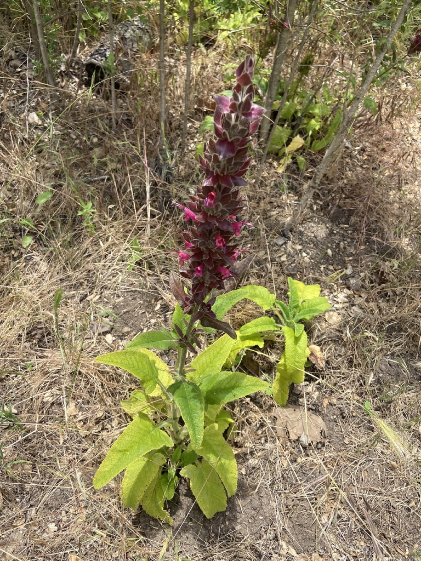 Hummingbird Sage — photo 4