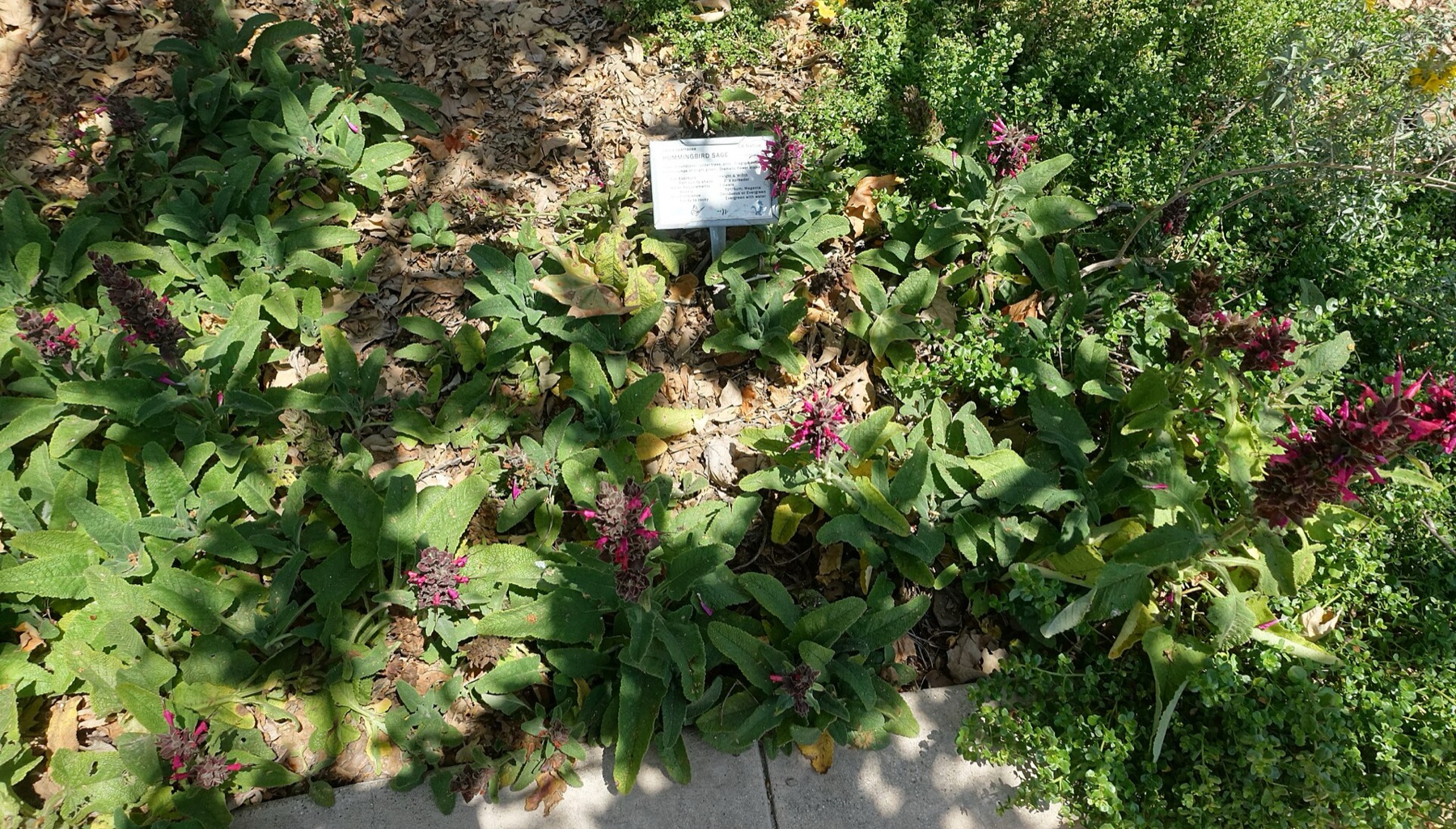 Hummingbird Sage — photo 5