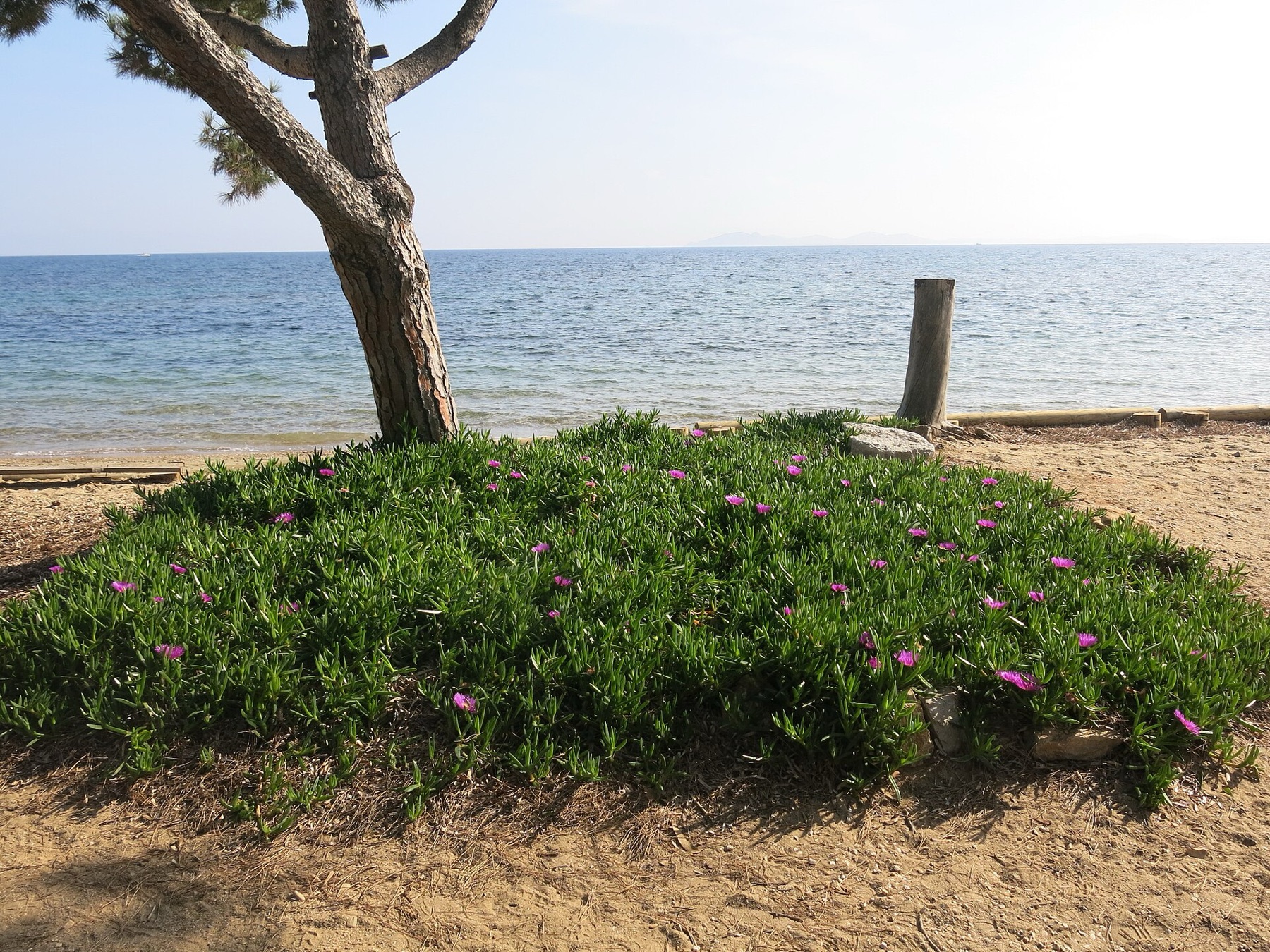 Iceplant — photo 6