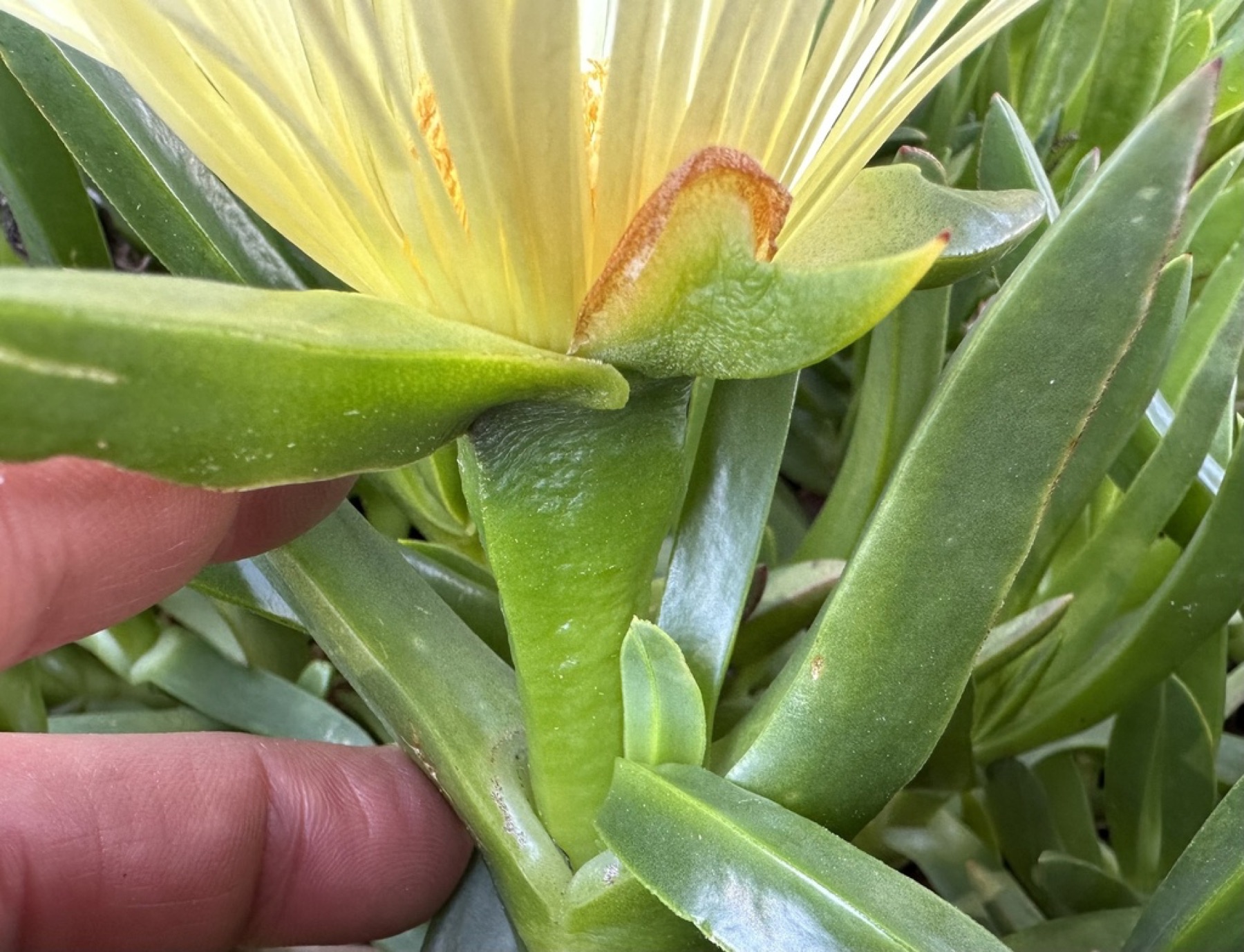 Iceplant — photo 8