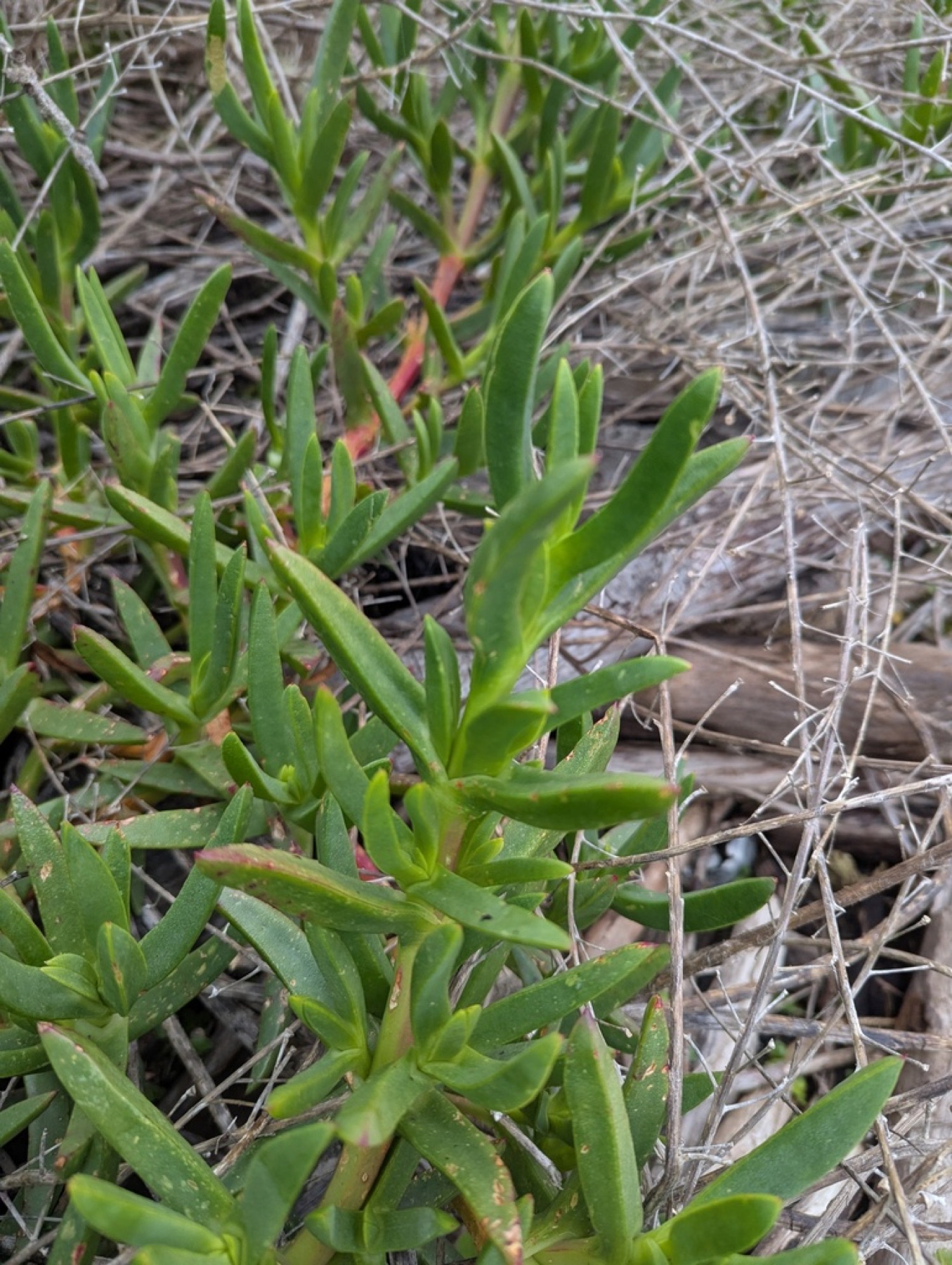 Iceplant — photo 9