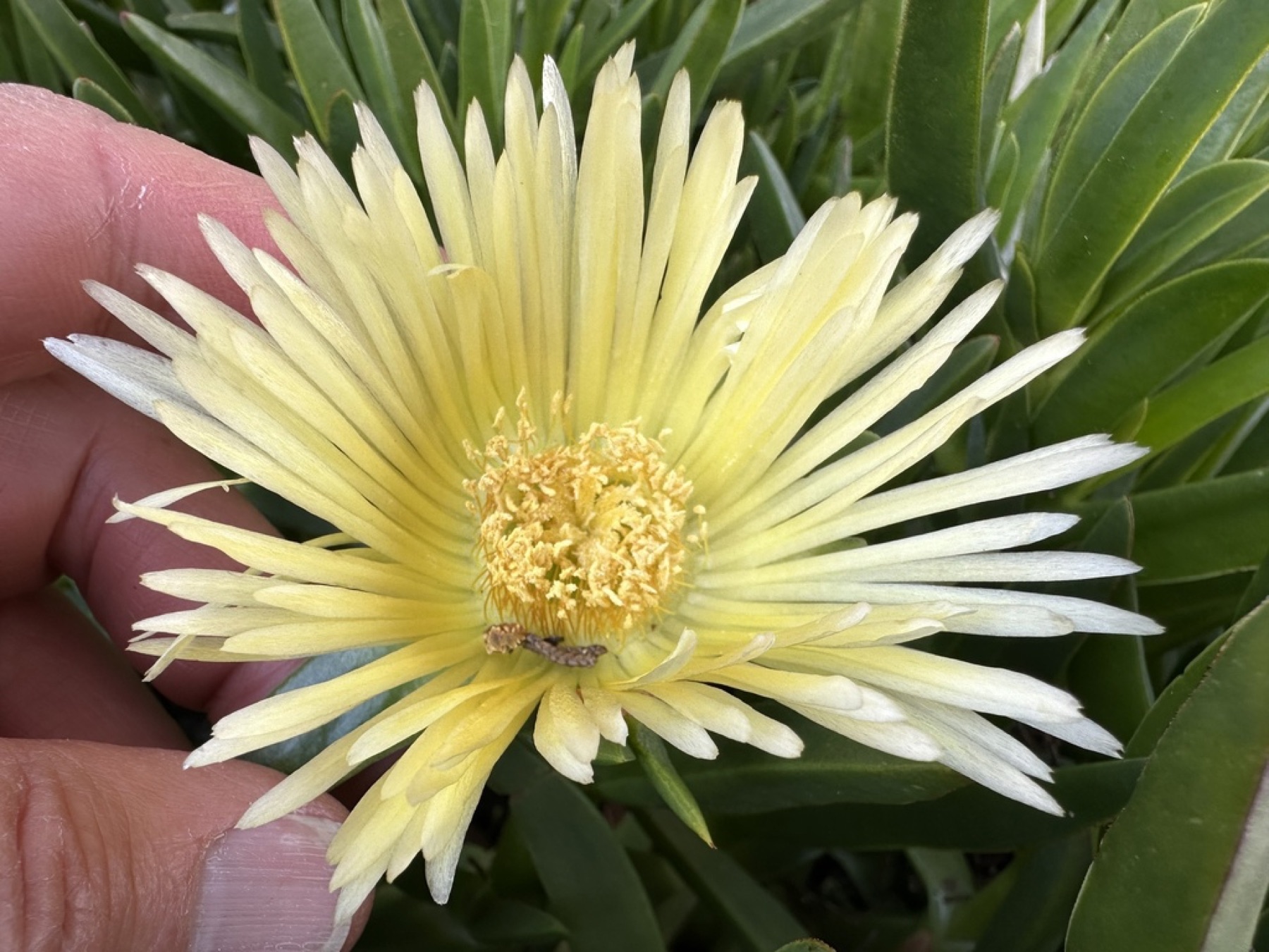 Iceplant — photo 10