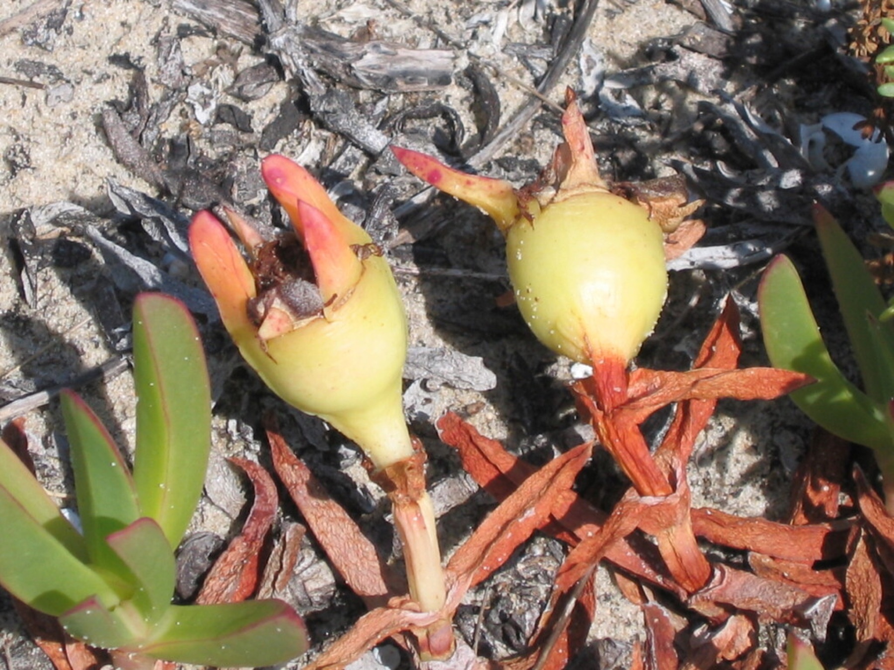Iceplant — photo 11