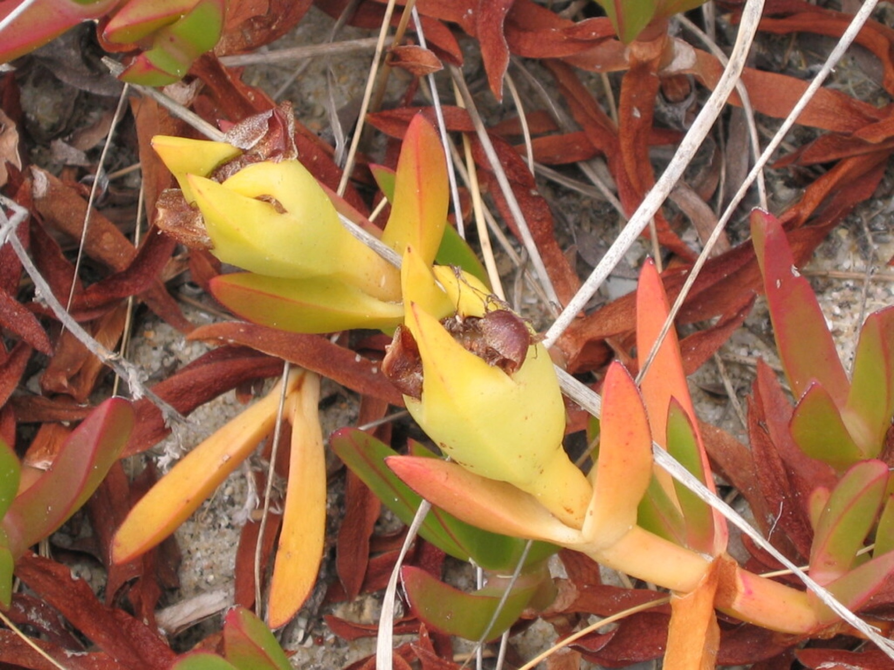 Iceplant — photo 12