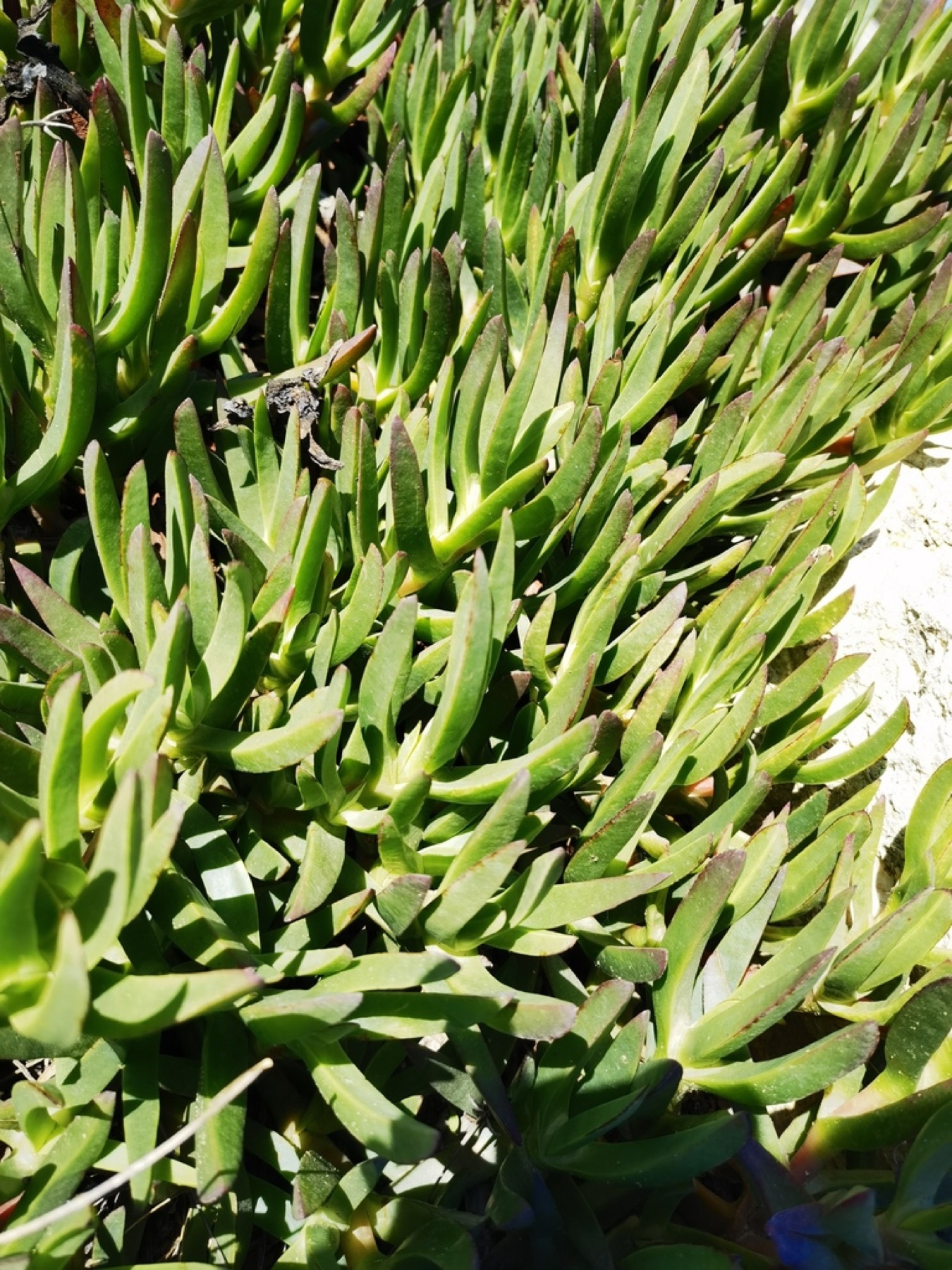 Iceplant — photo 13