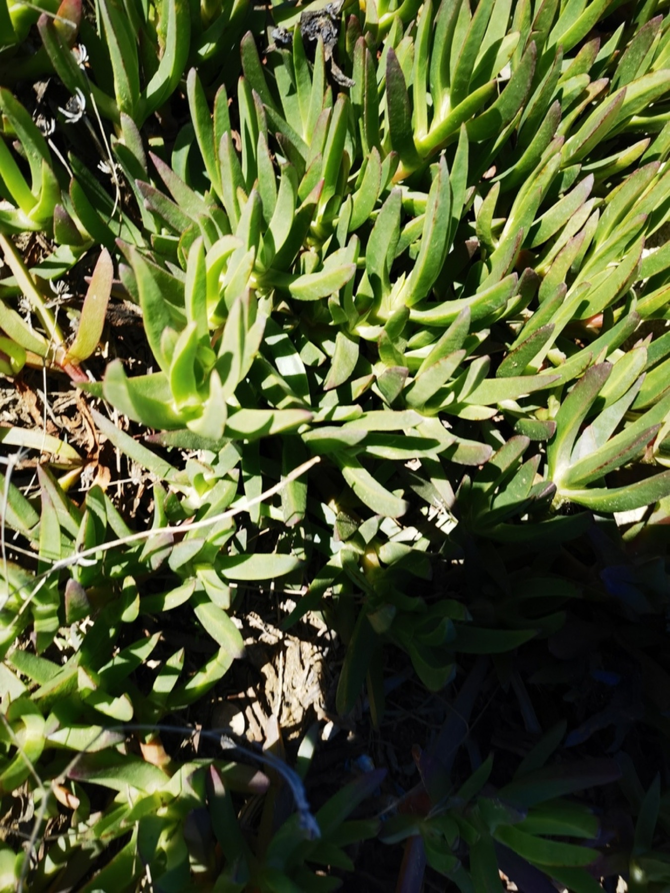 Iceplant — photo 14