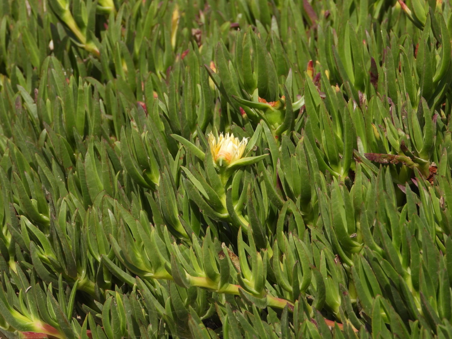 Iceplant — photo 15