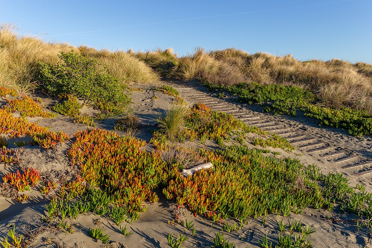 Iceplant — photo 24