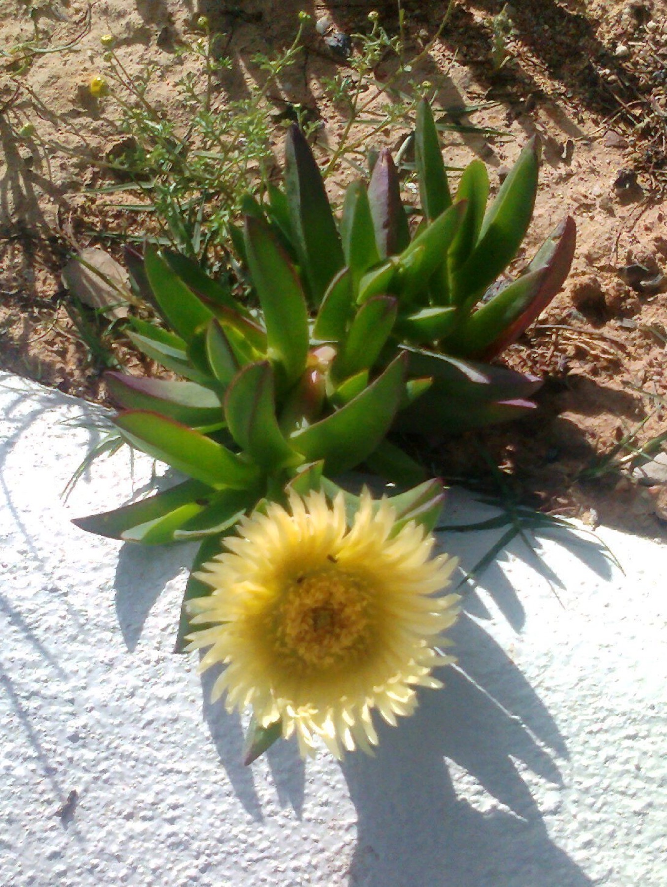 Iceplant — photo 16