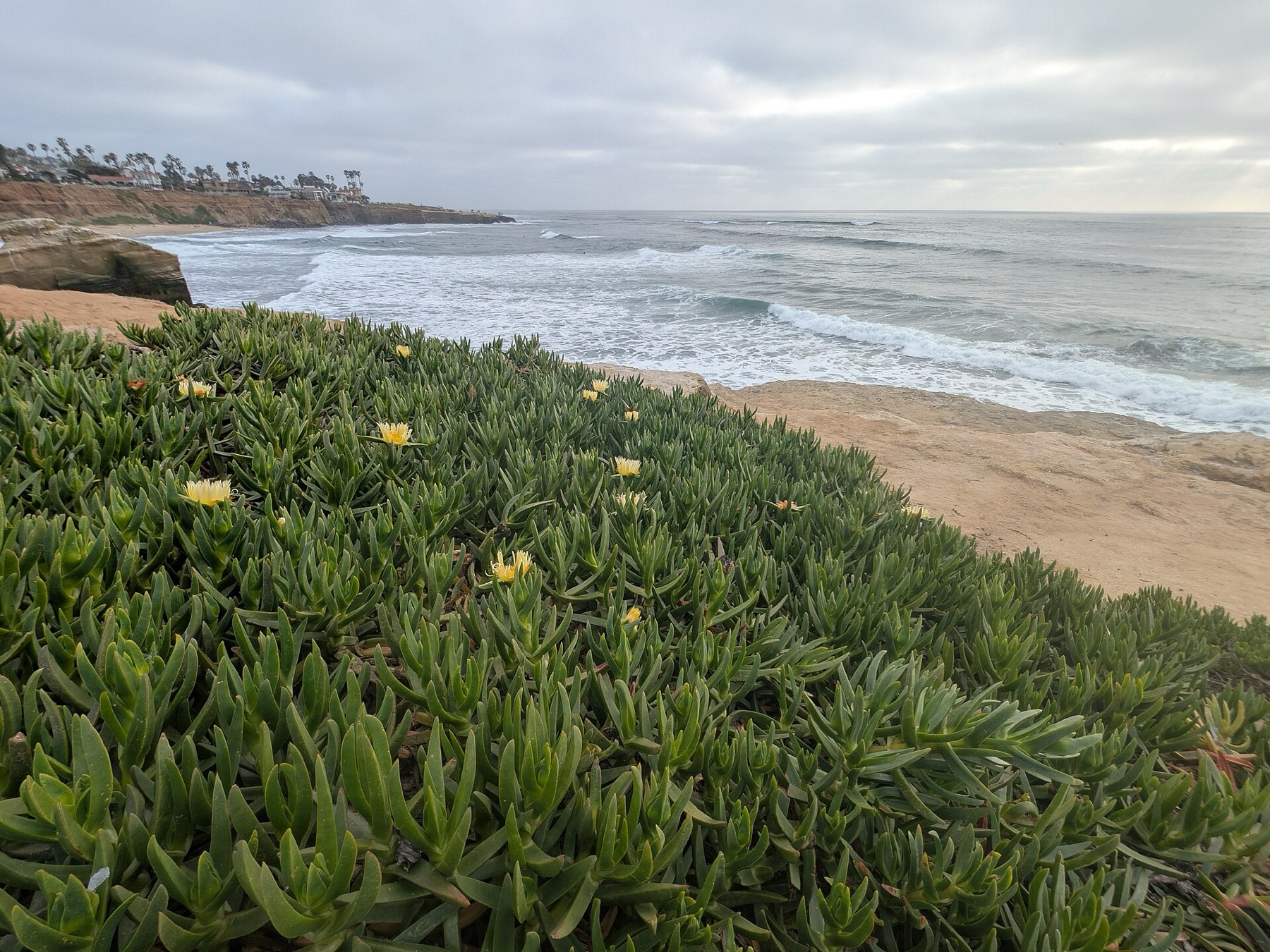 Iceplant — photo 17