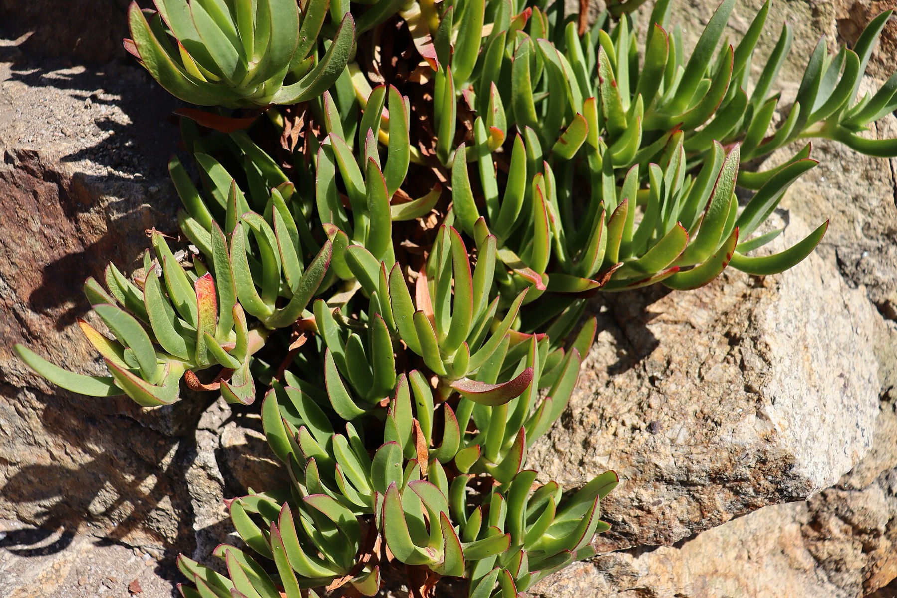 Iceplant — photo 18