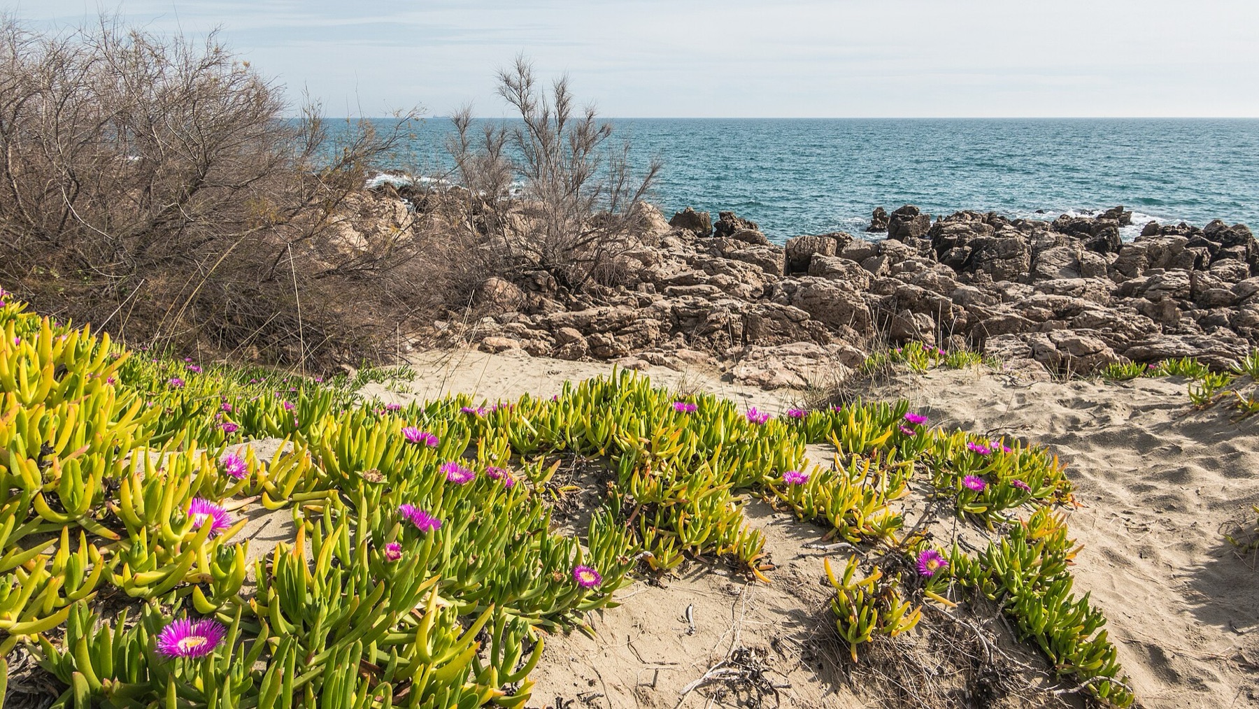 Iceplant — photo 19