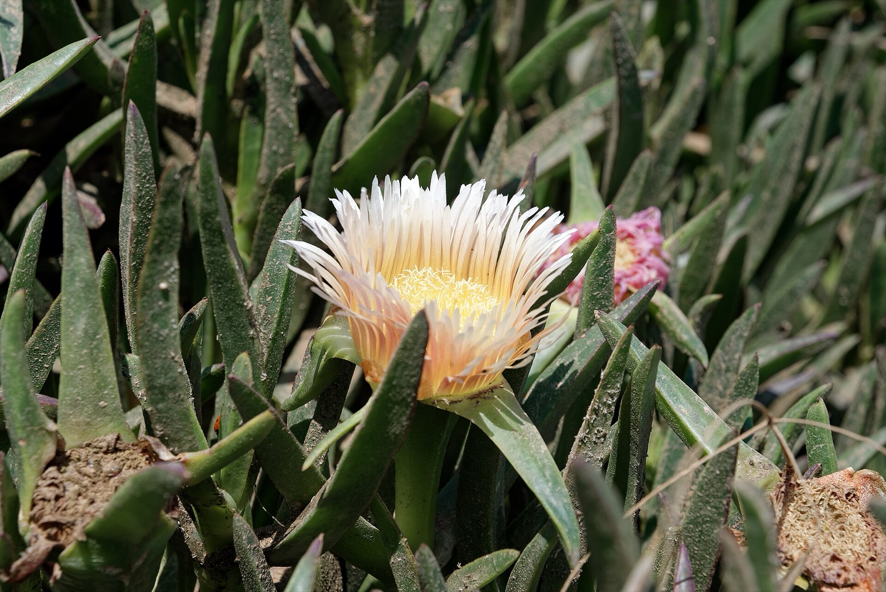 Iceplant — photo 20
