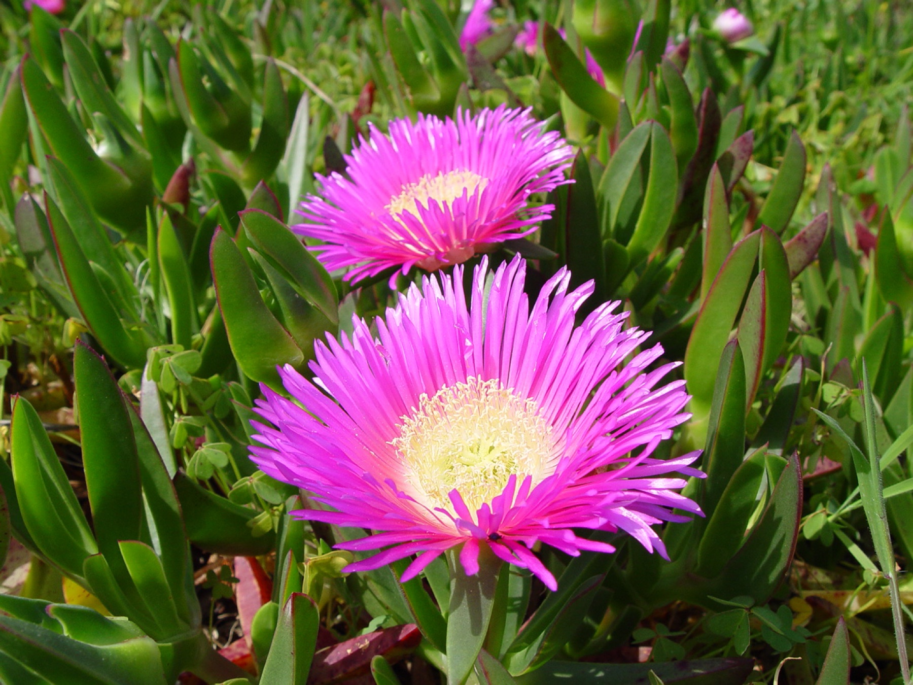 Iceplant — photo 21