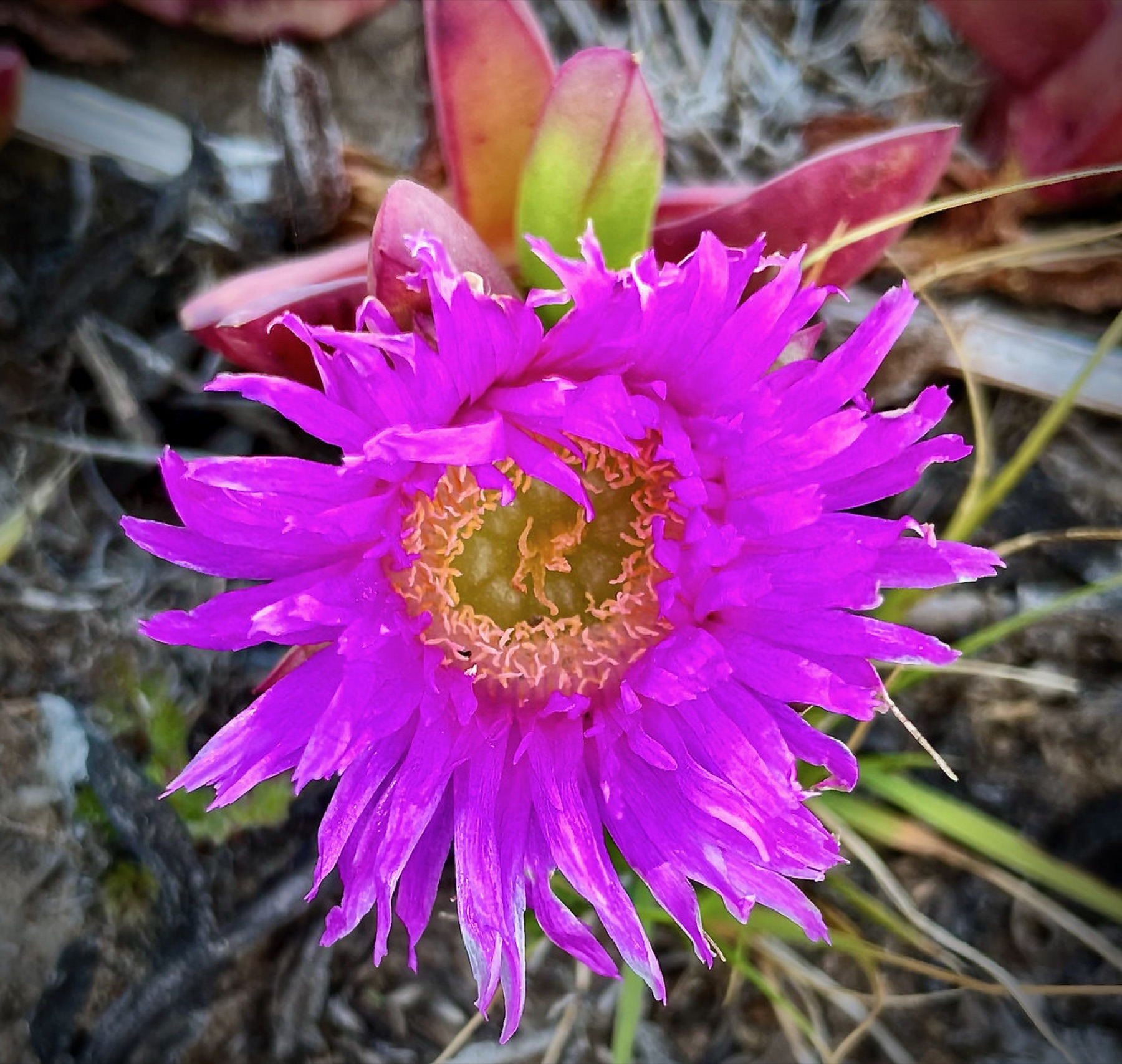 Iceplant — photo 22
