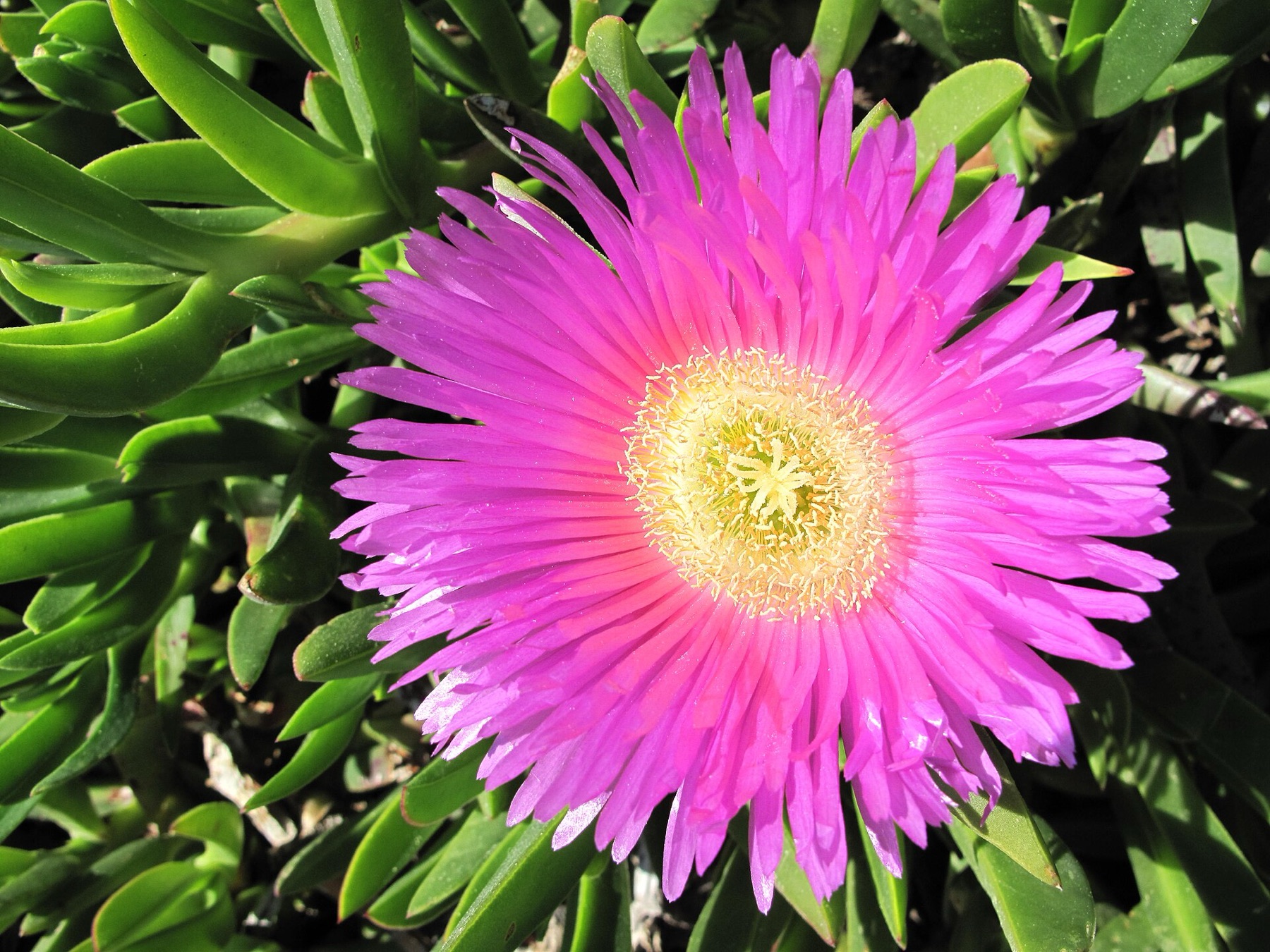 Iceplant — photo 1