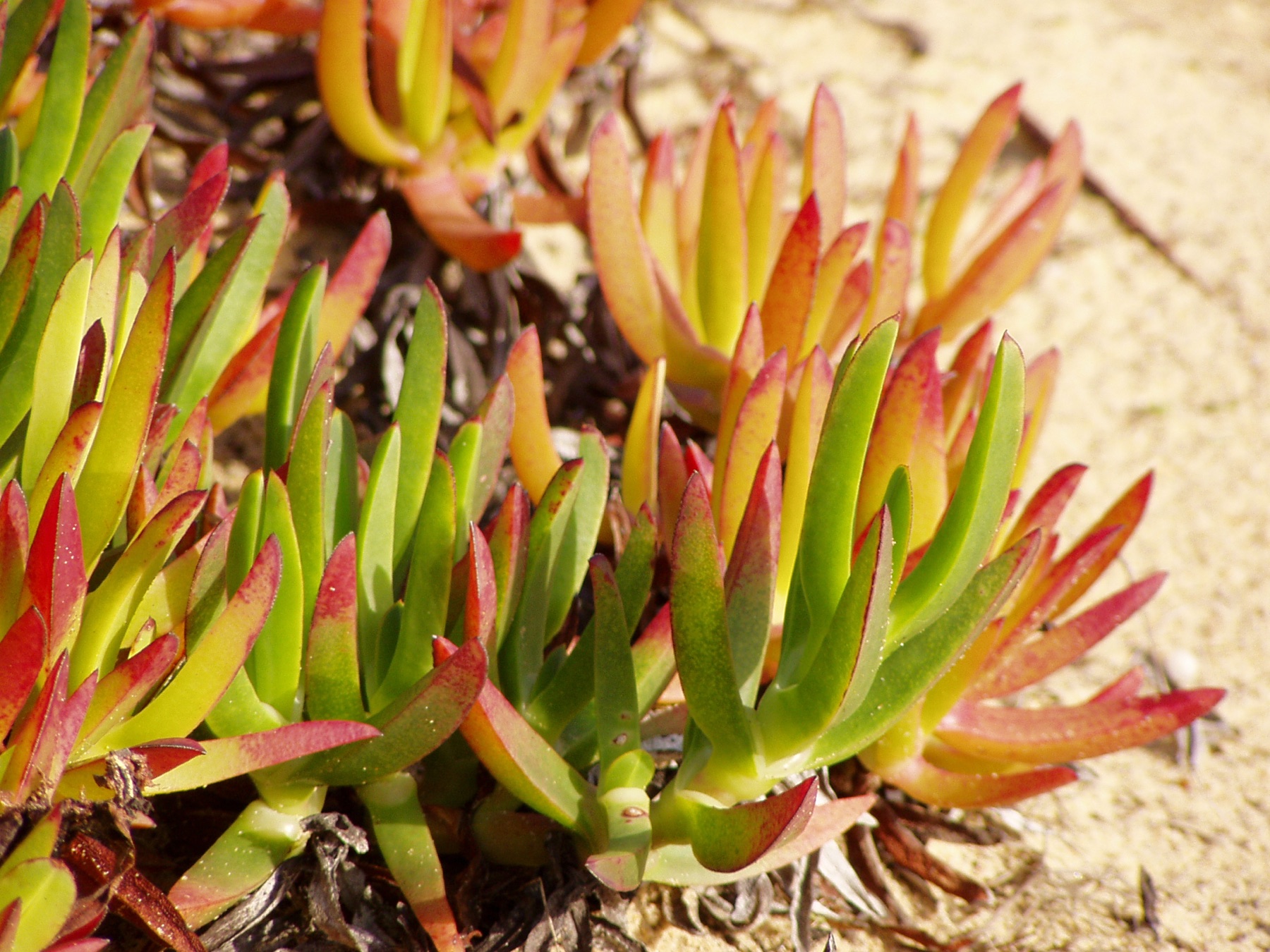 Iceplant — photo 2