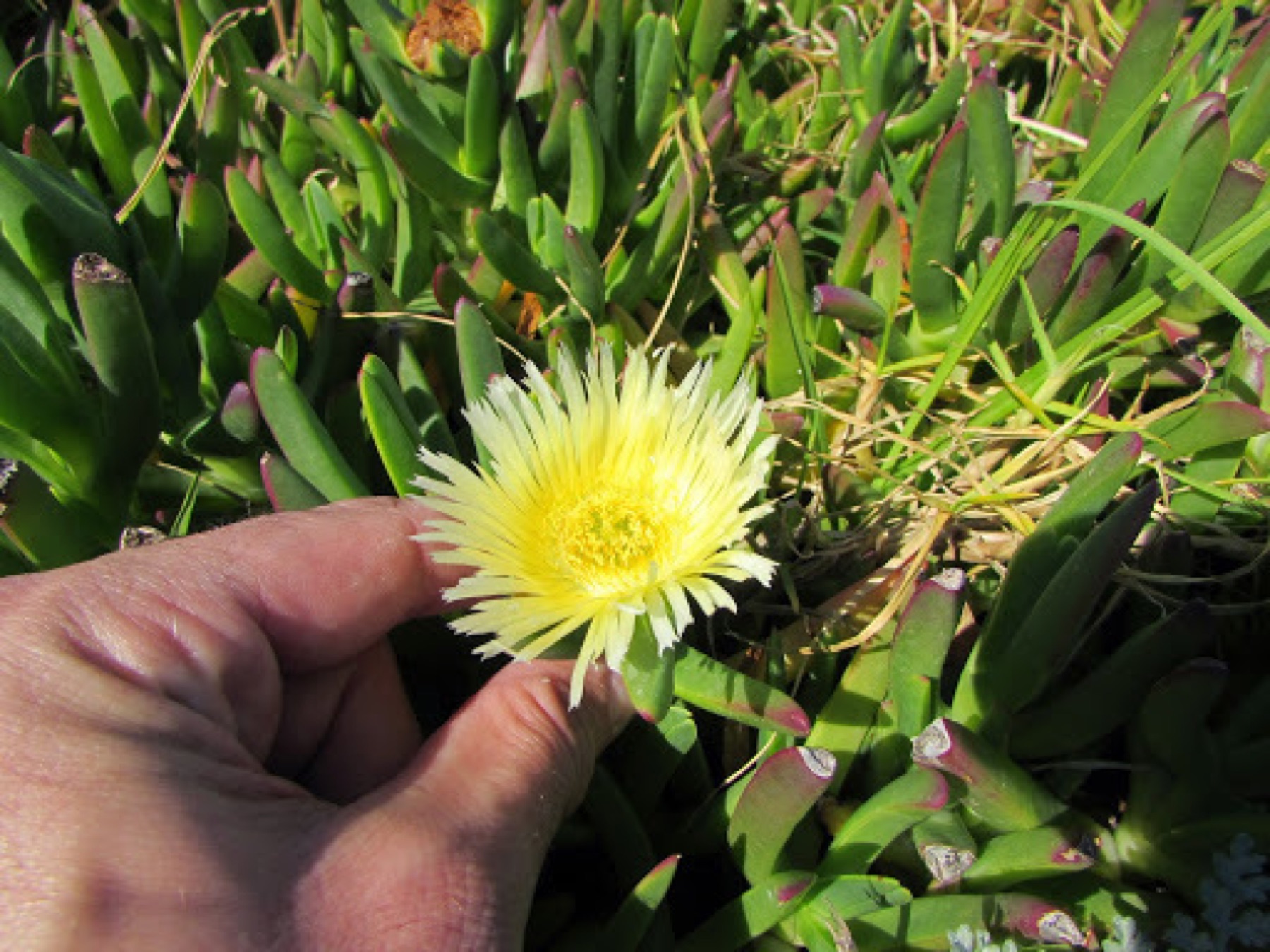 Iceplant — photo 3