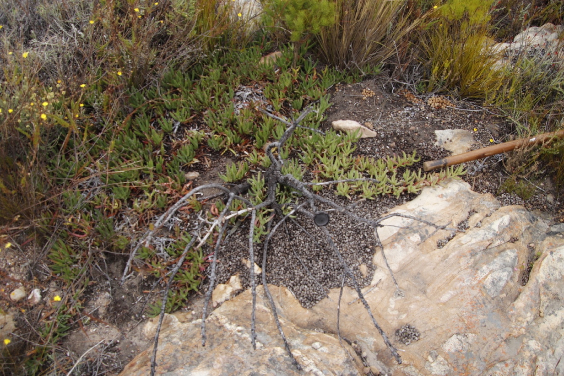 Iceplant — photo 4