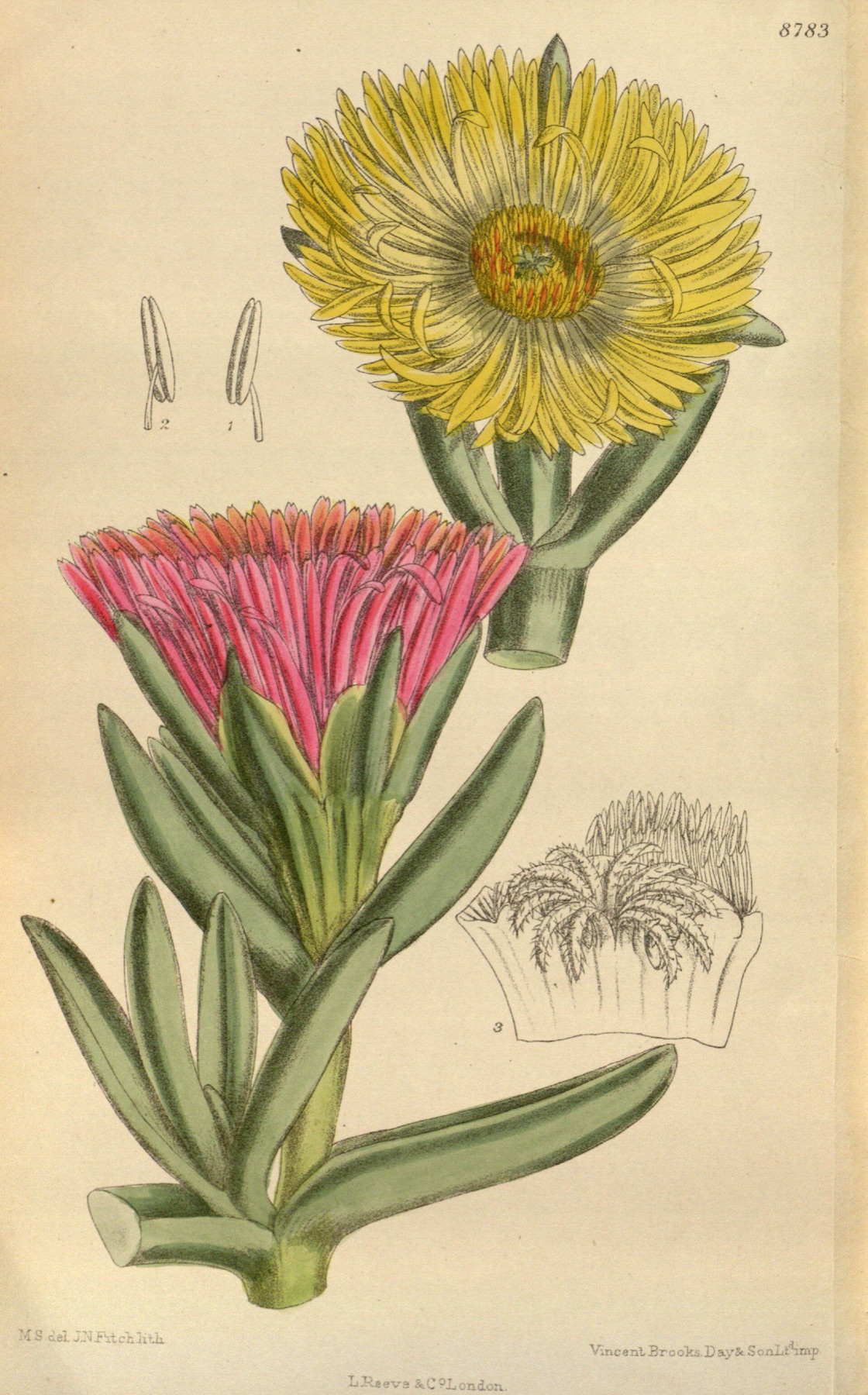 Iceplant — photo 5