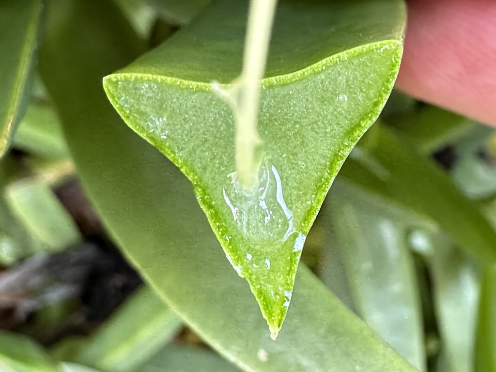 Iceplant — photo 23