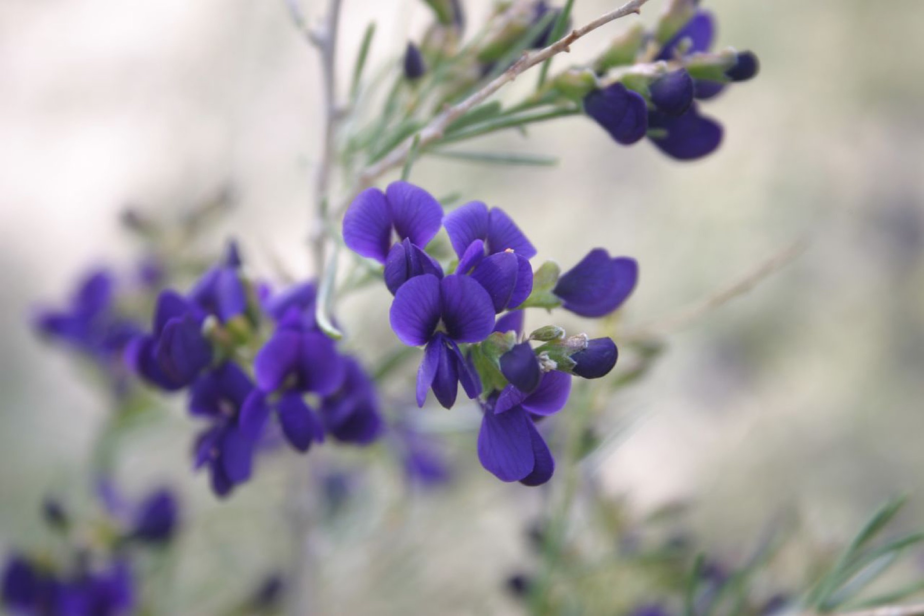 Indigo-bush — photo 11