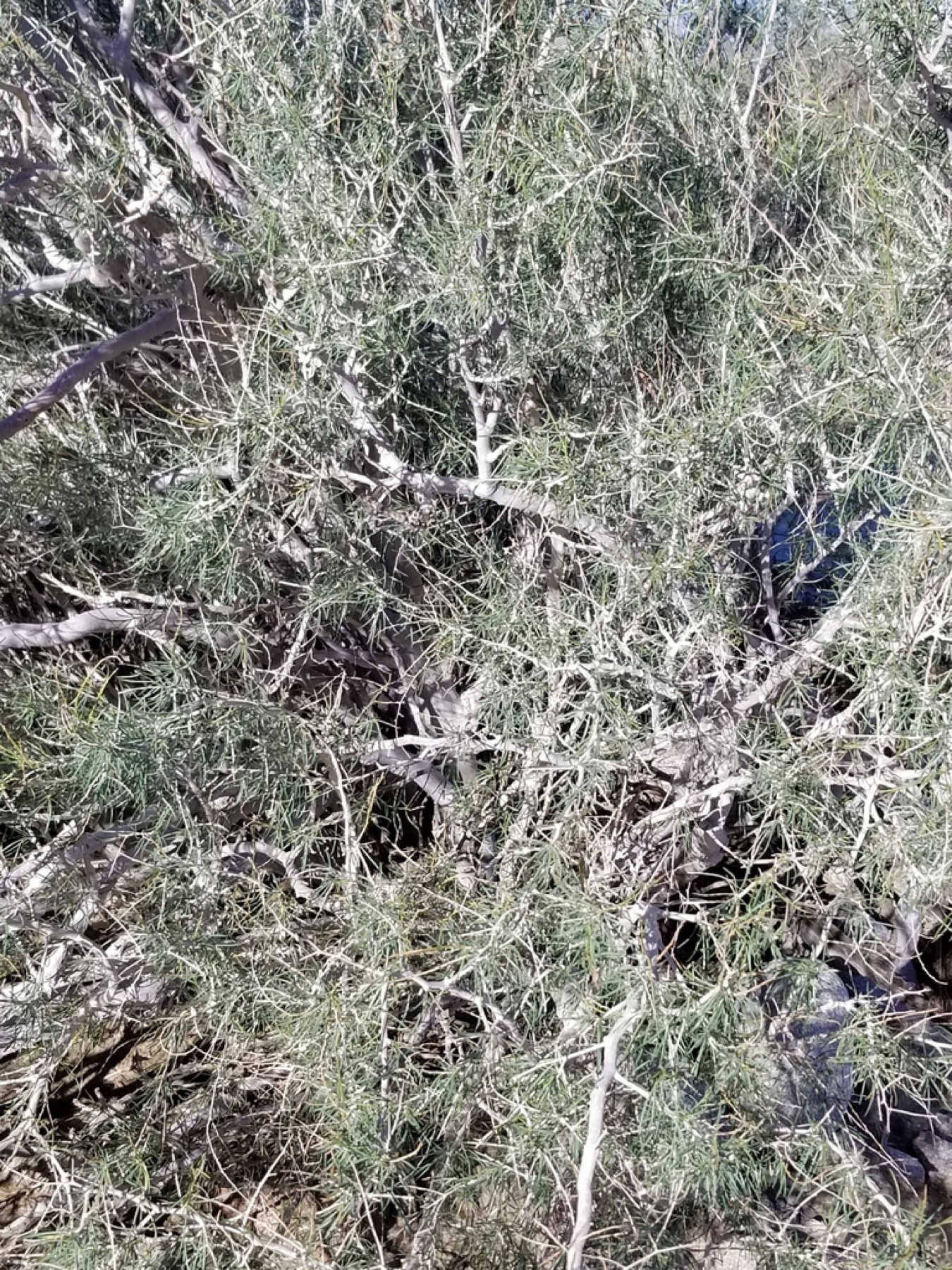 Indigo-bush — photo 12