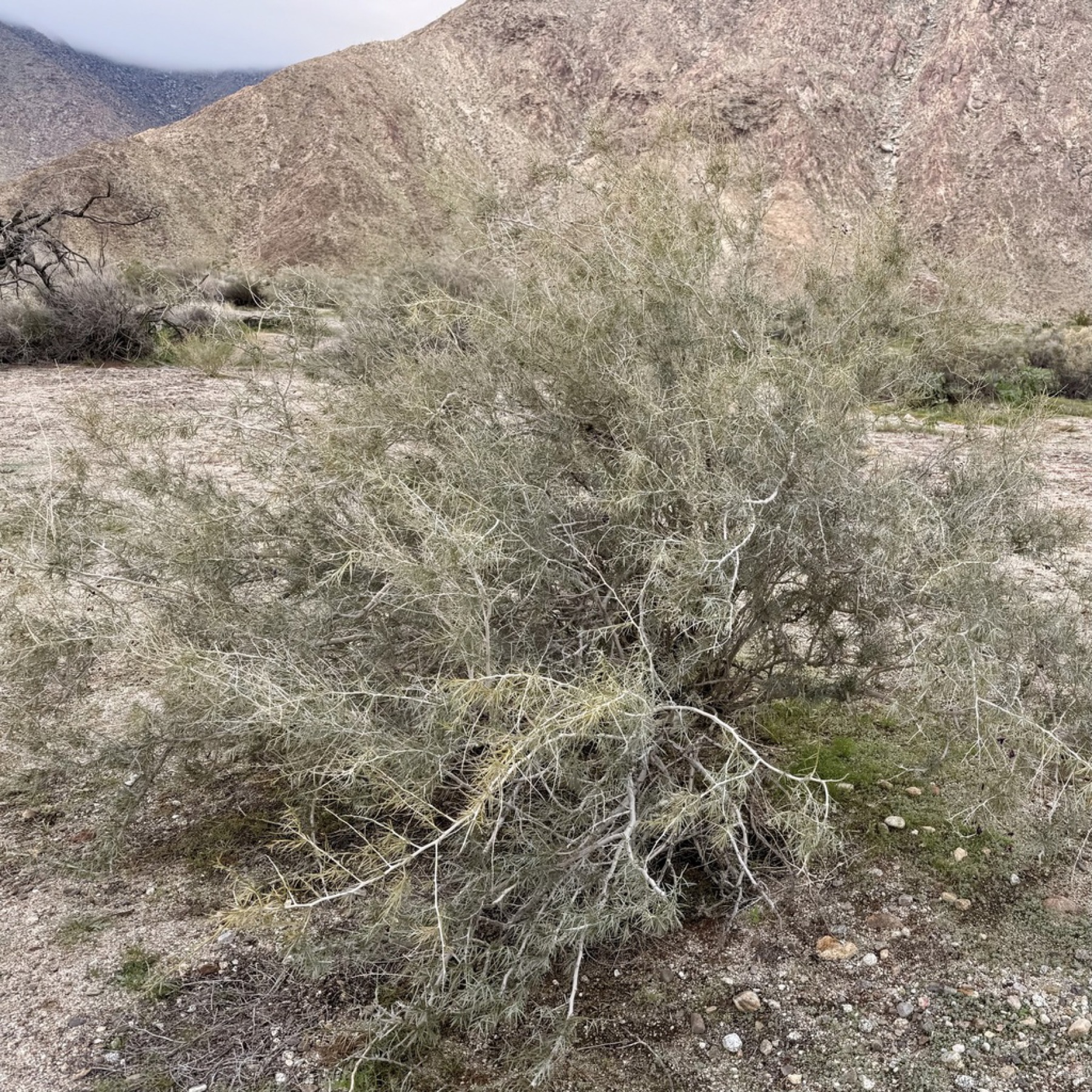 Indigo-bush — photo 14