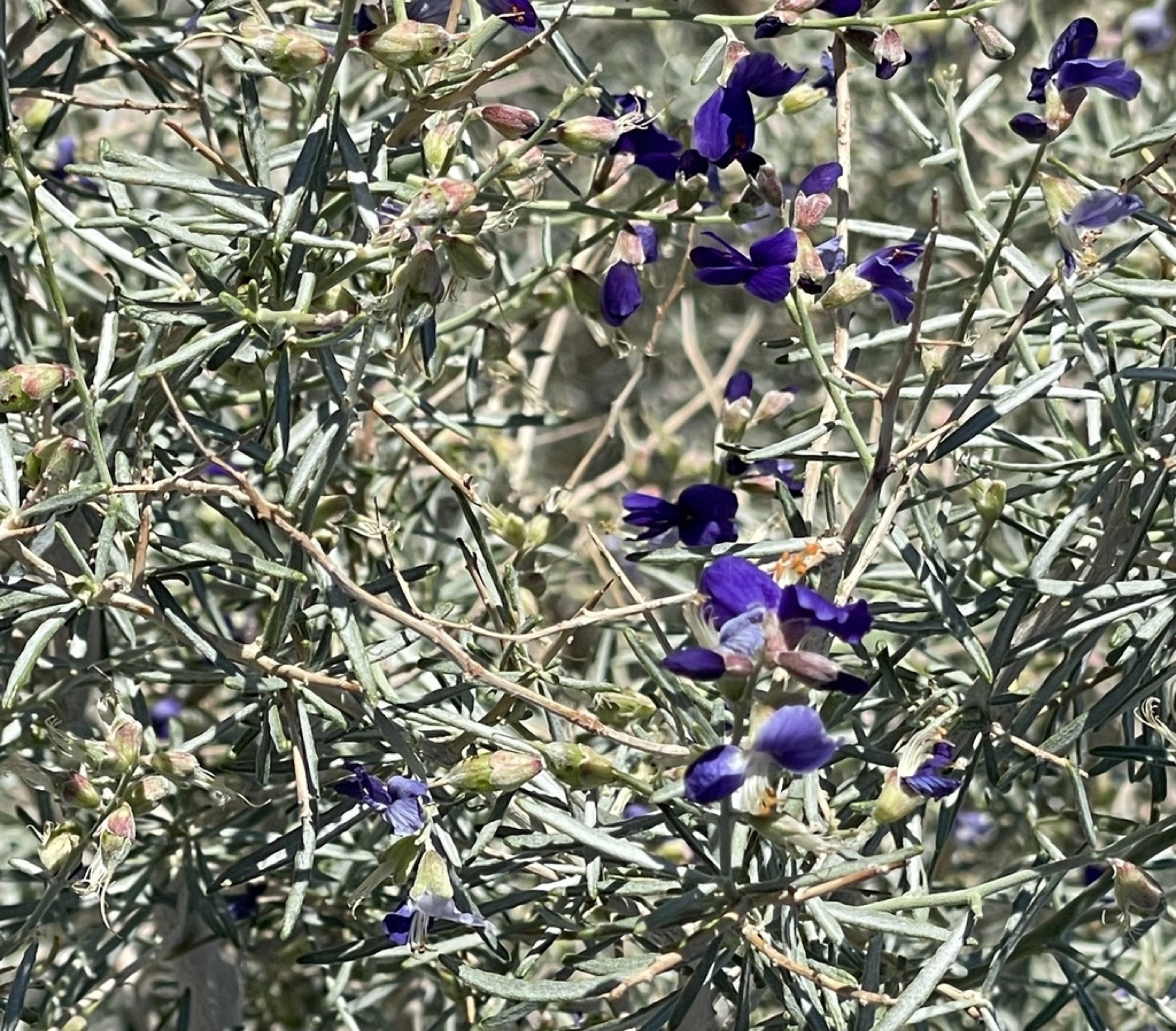 Indigo-bush — photo 15