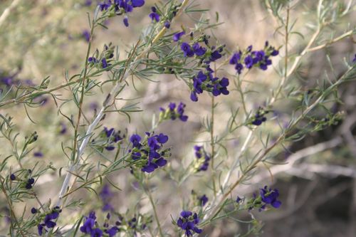 Indigo-bush — photo 23