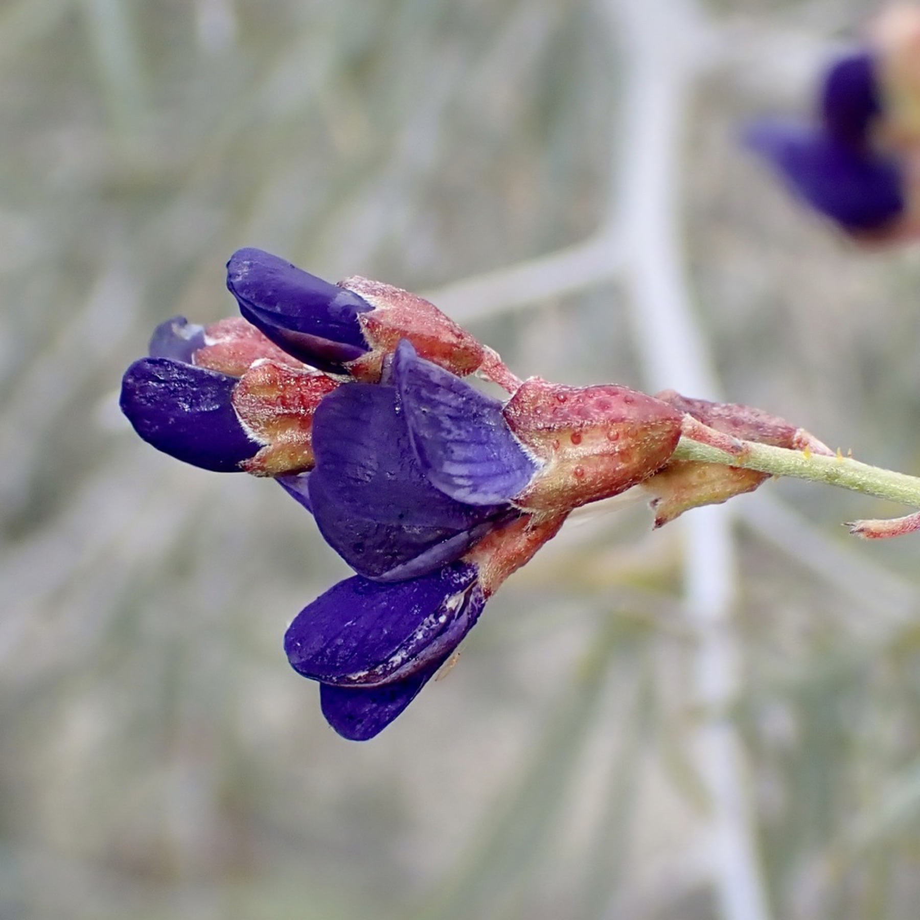 Indigo-bush — photo 16