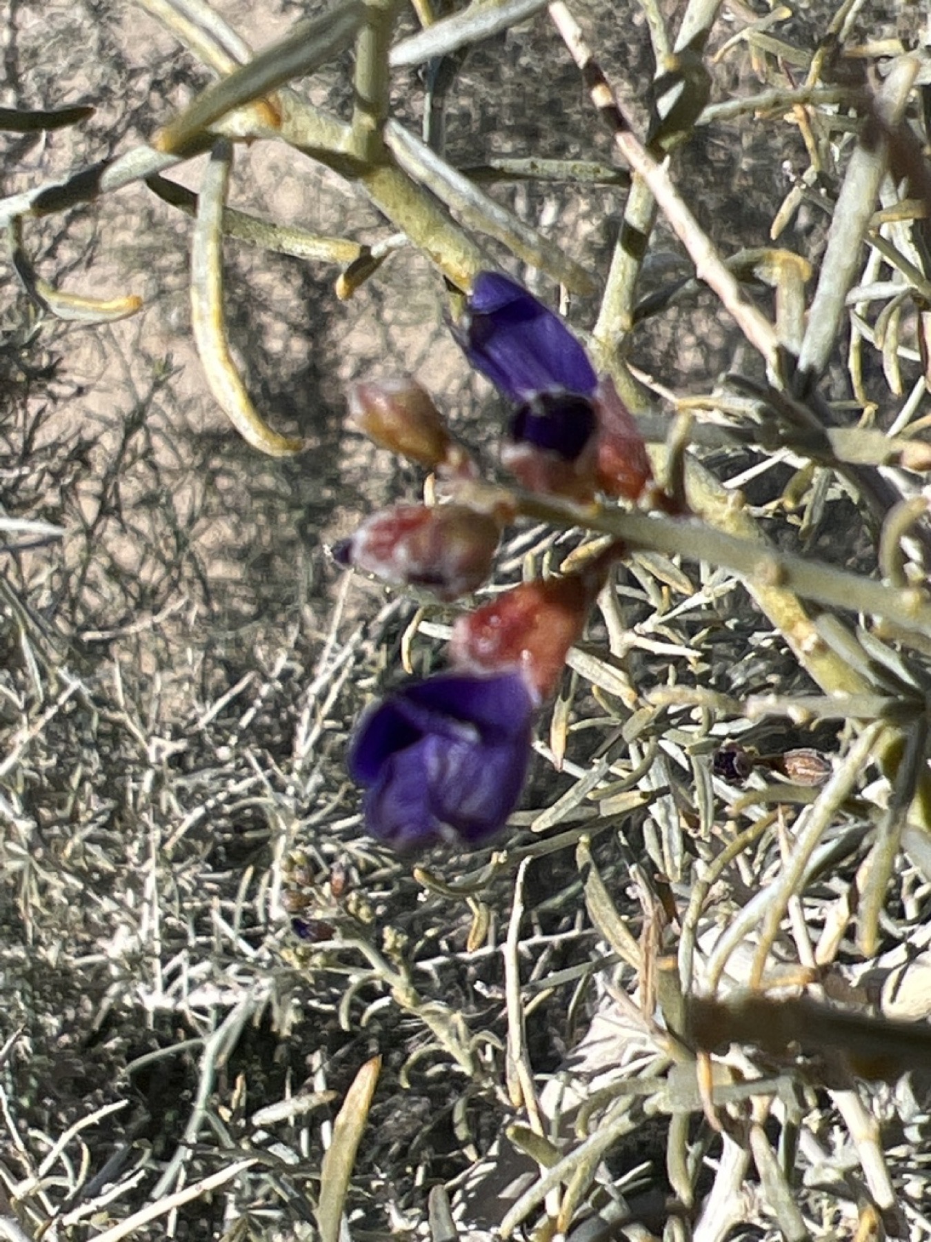 Indigo-bush — photo 17